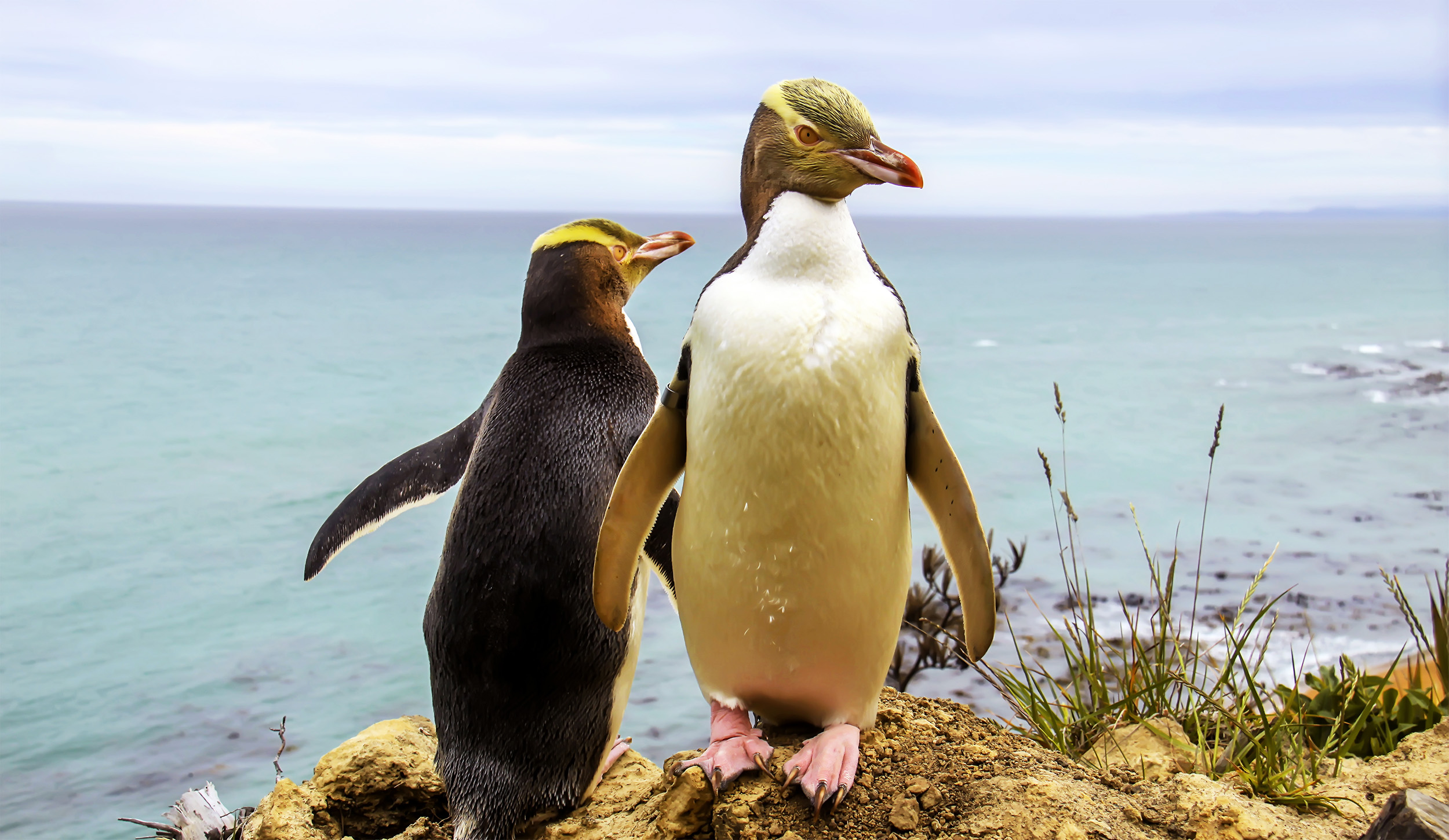 DNA Clues Sought in Virus Killing Rare Penguin Chicks