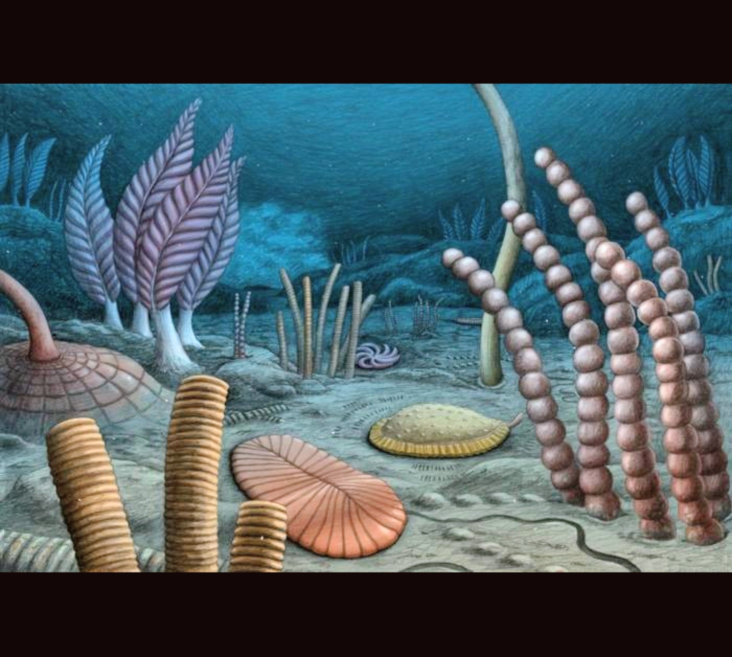 Canadian fossils may rewrite the origin story of animal life