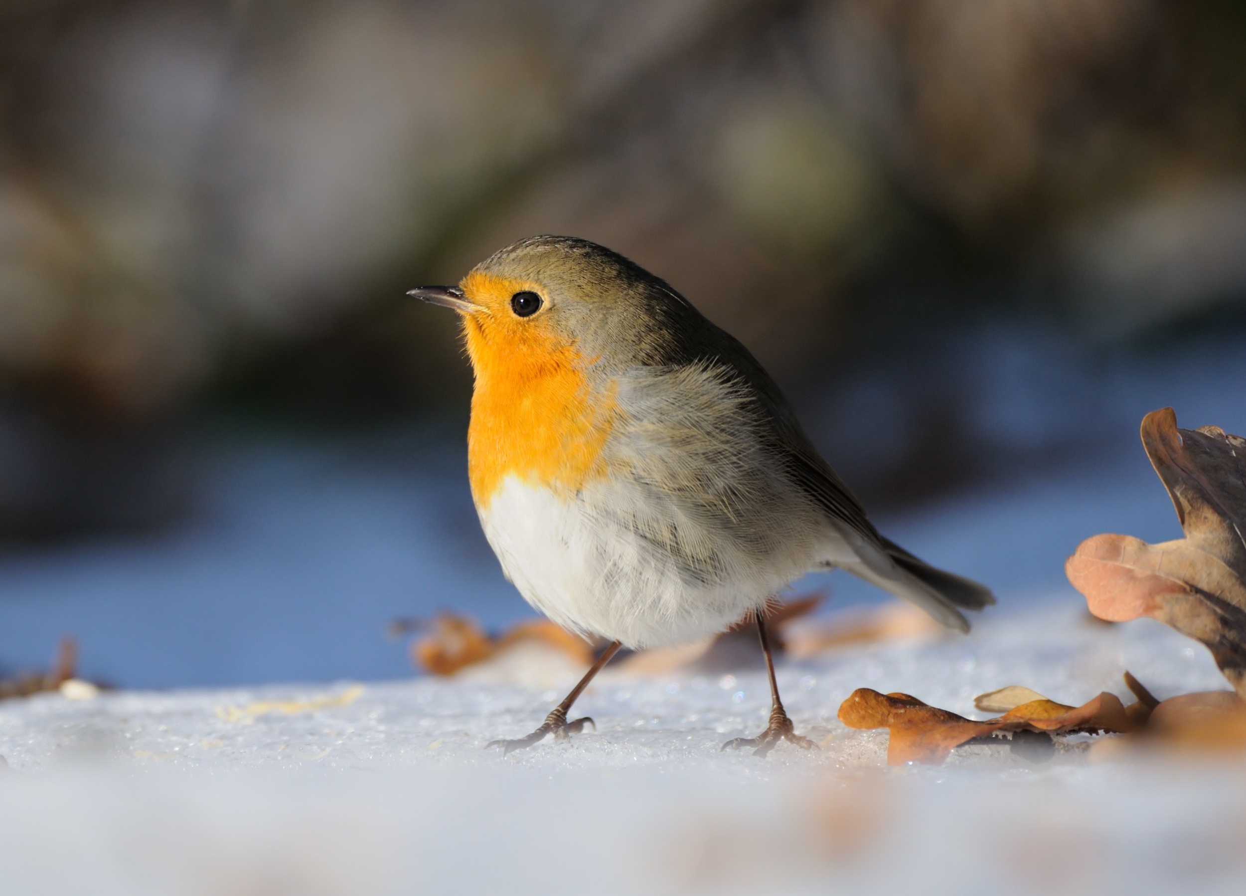 Birds change their songs in noisy cities - just not how scientists expected