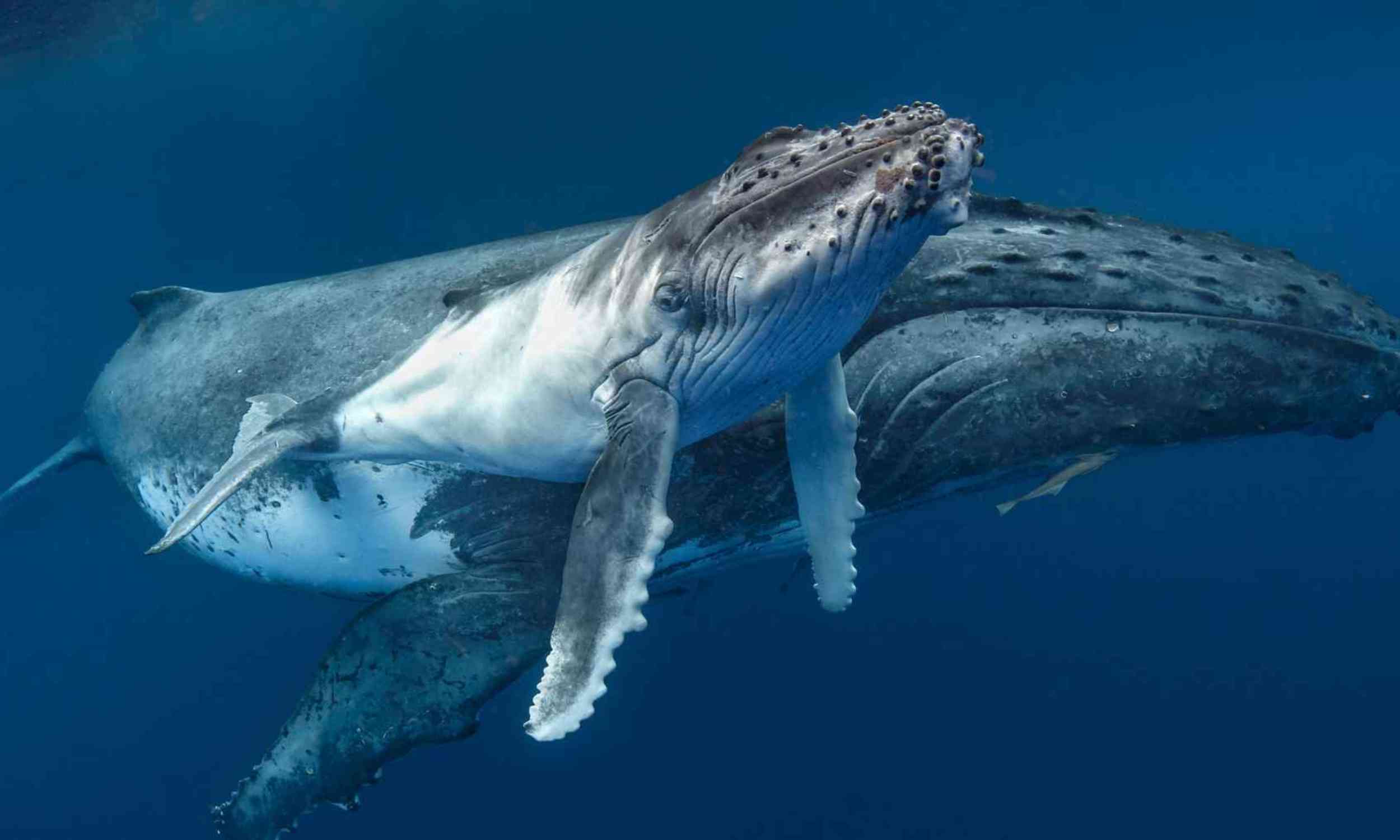 Two humpback whales crossed oceans in a way scientists had never confirmed before
