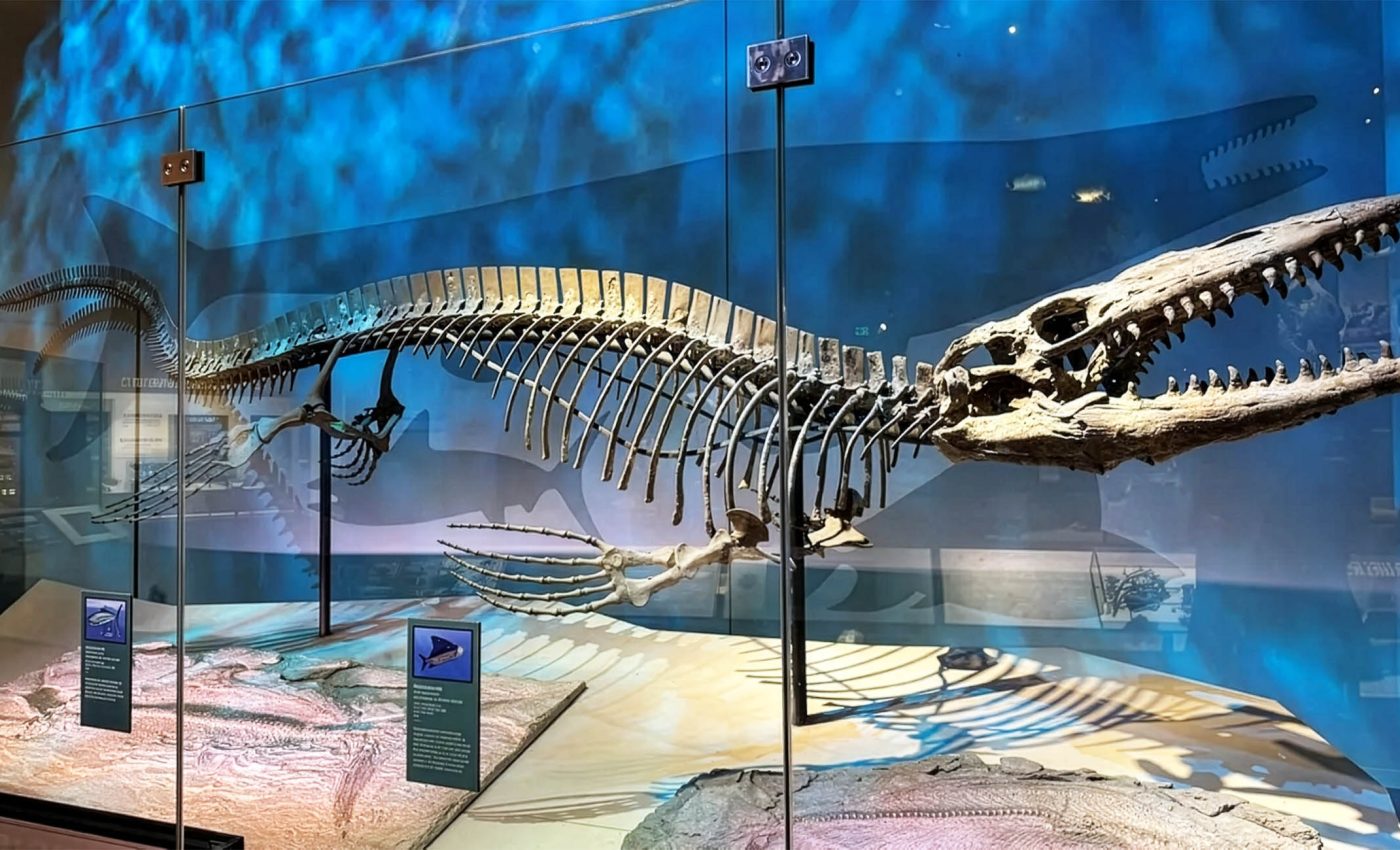 Giant mosasaur called Tylosaurus rex, also dubbed T. rex