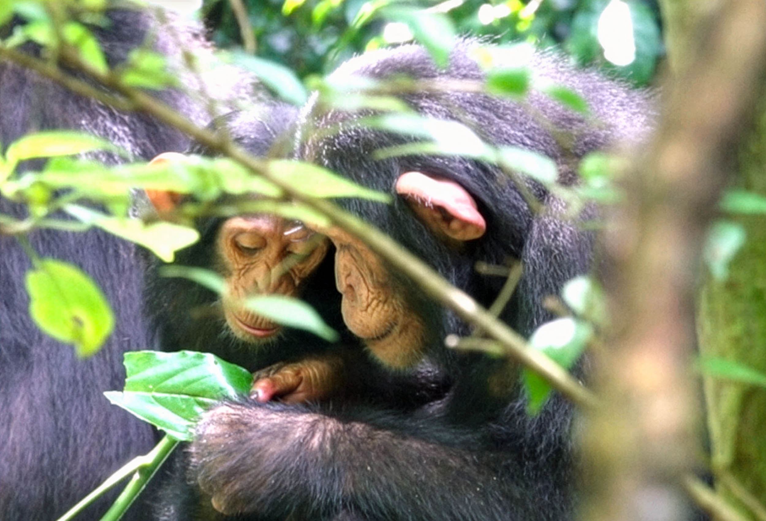 Scientists learn that chimpanzee culture includes many everyday behaviors essential for survival