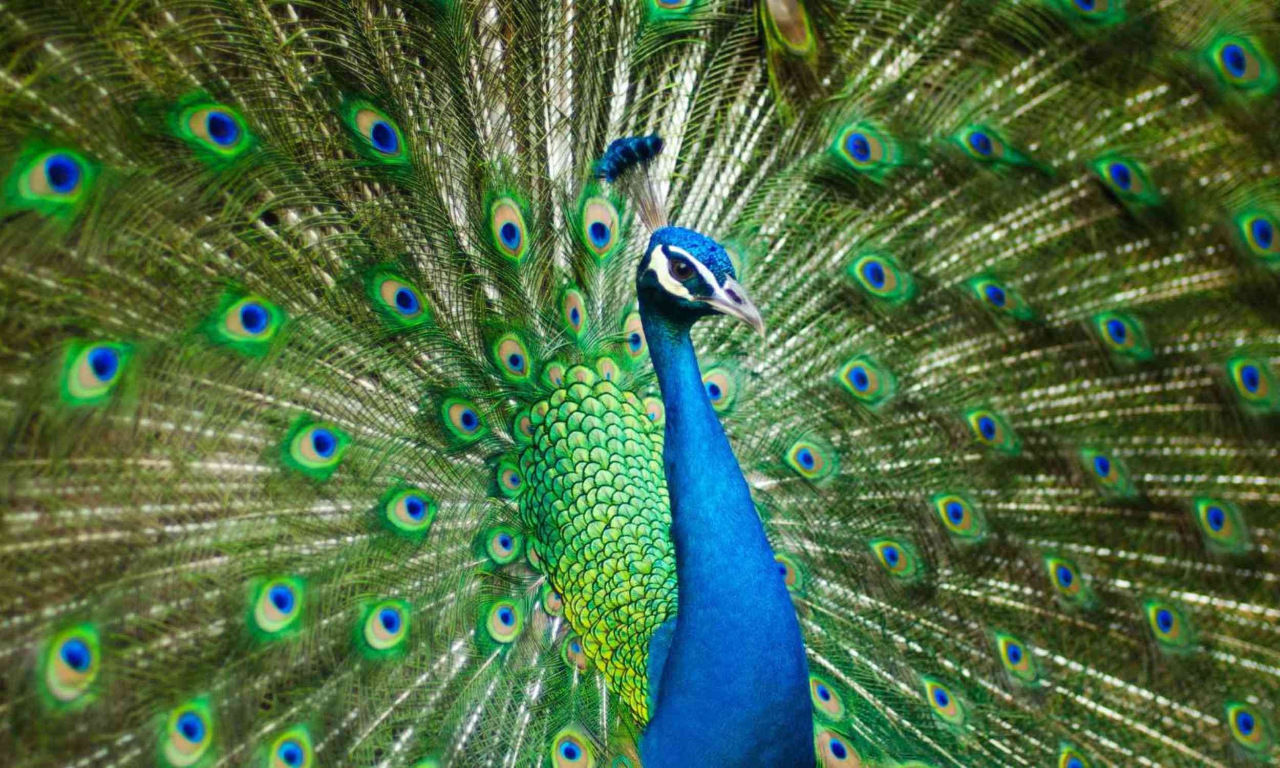 An Ice Age peacock once lived in Taiwan, and its bones reveal a lost bird species