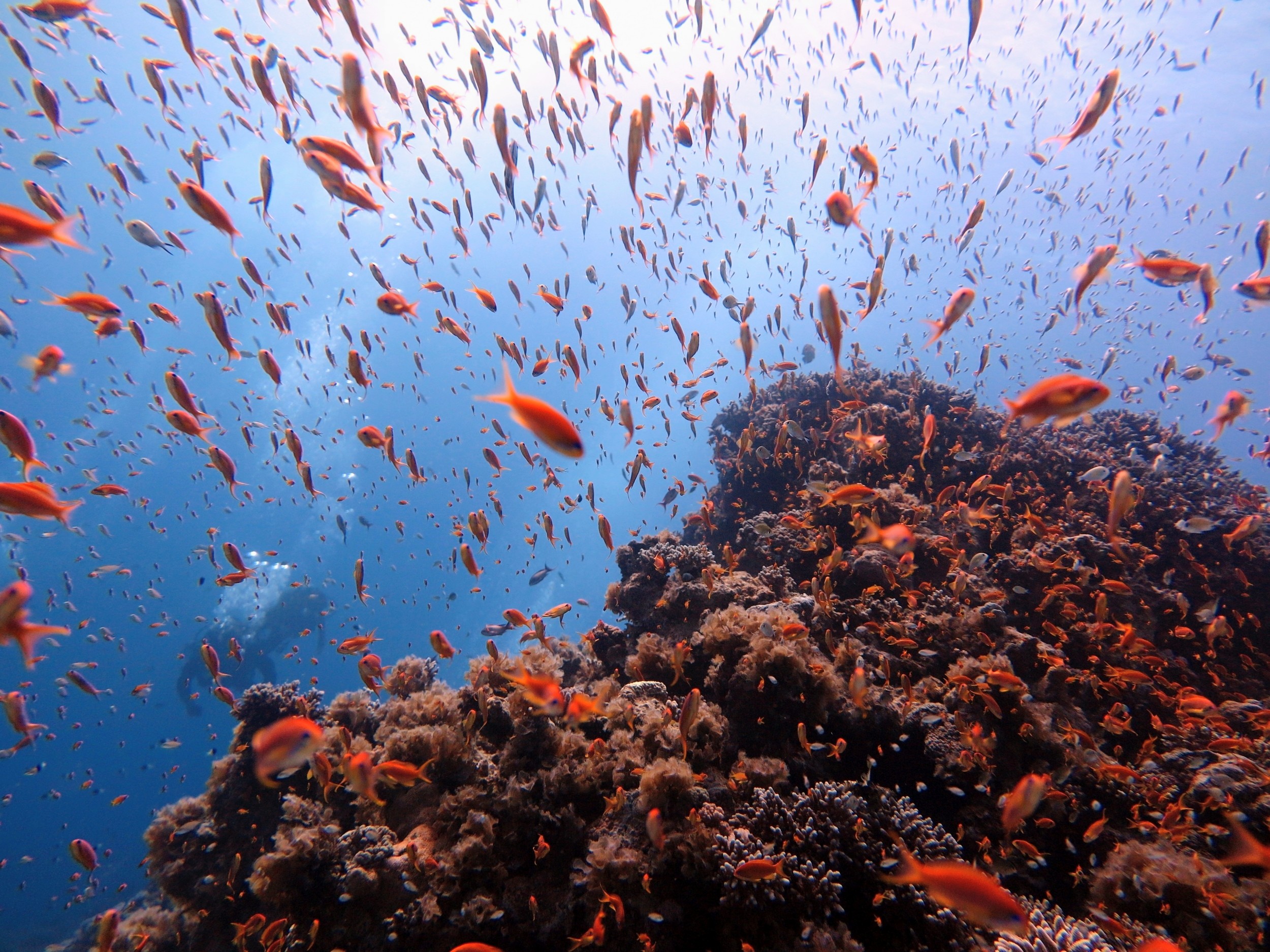 Reef fish communities are collapsing under climate stress
