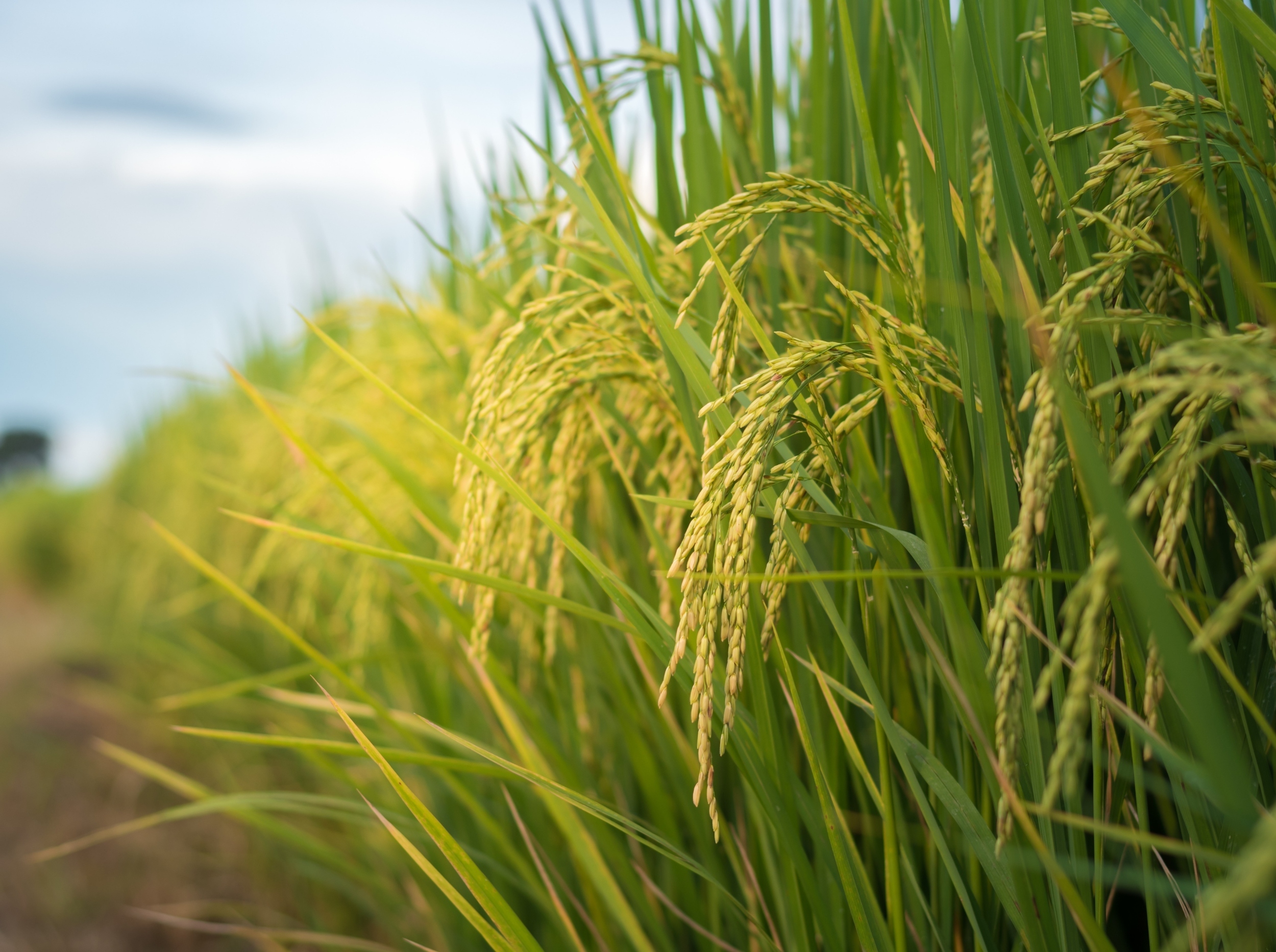 Rice farming emissions have doubled in 60 years, study finds