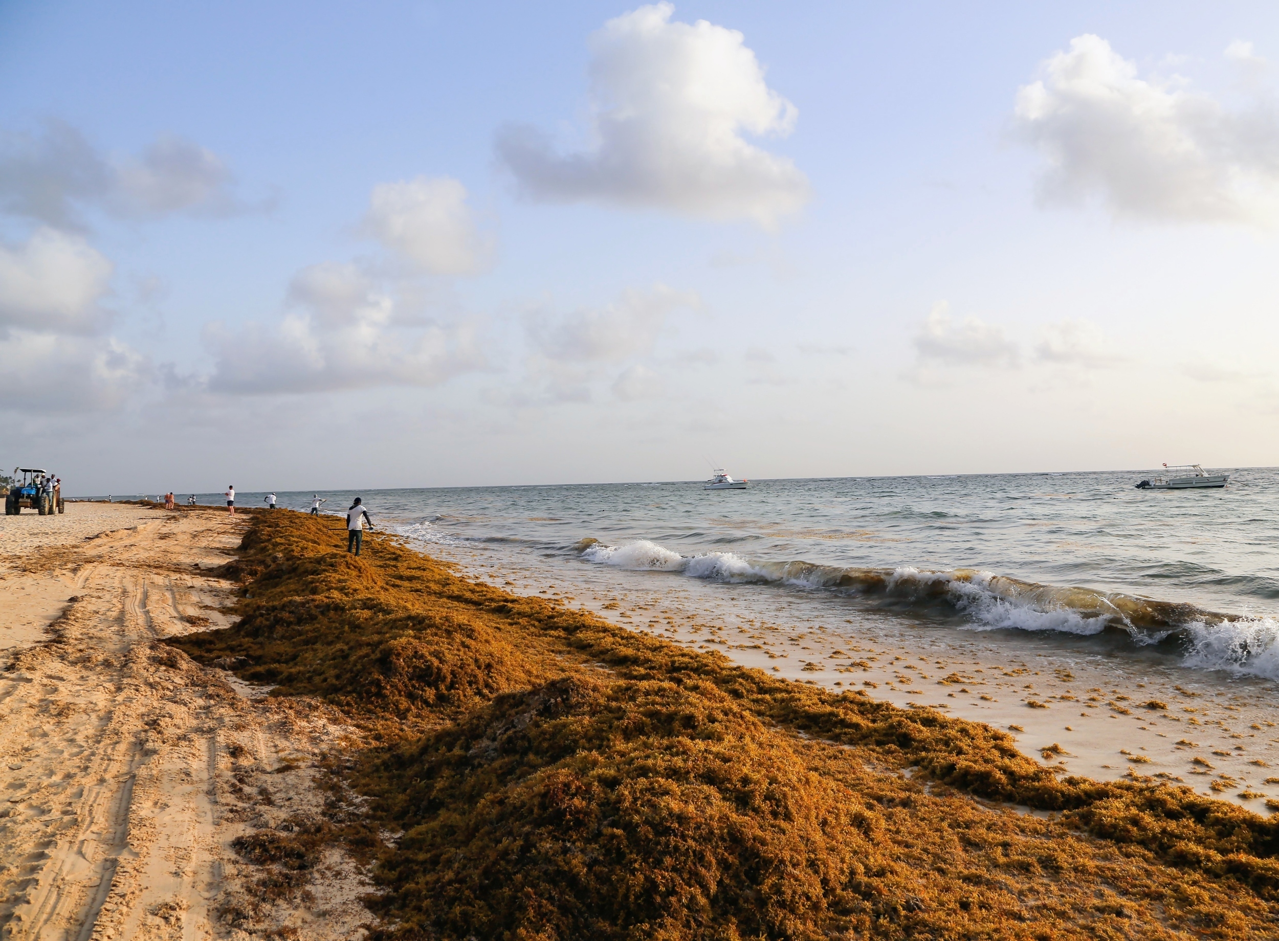 Massive Atlantic seaweed bloom is now permanent, scientists say