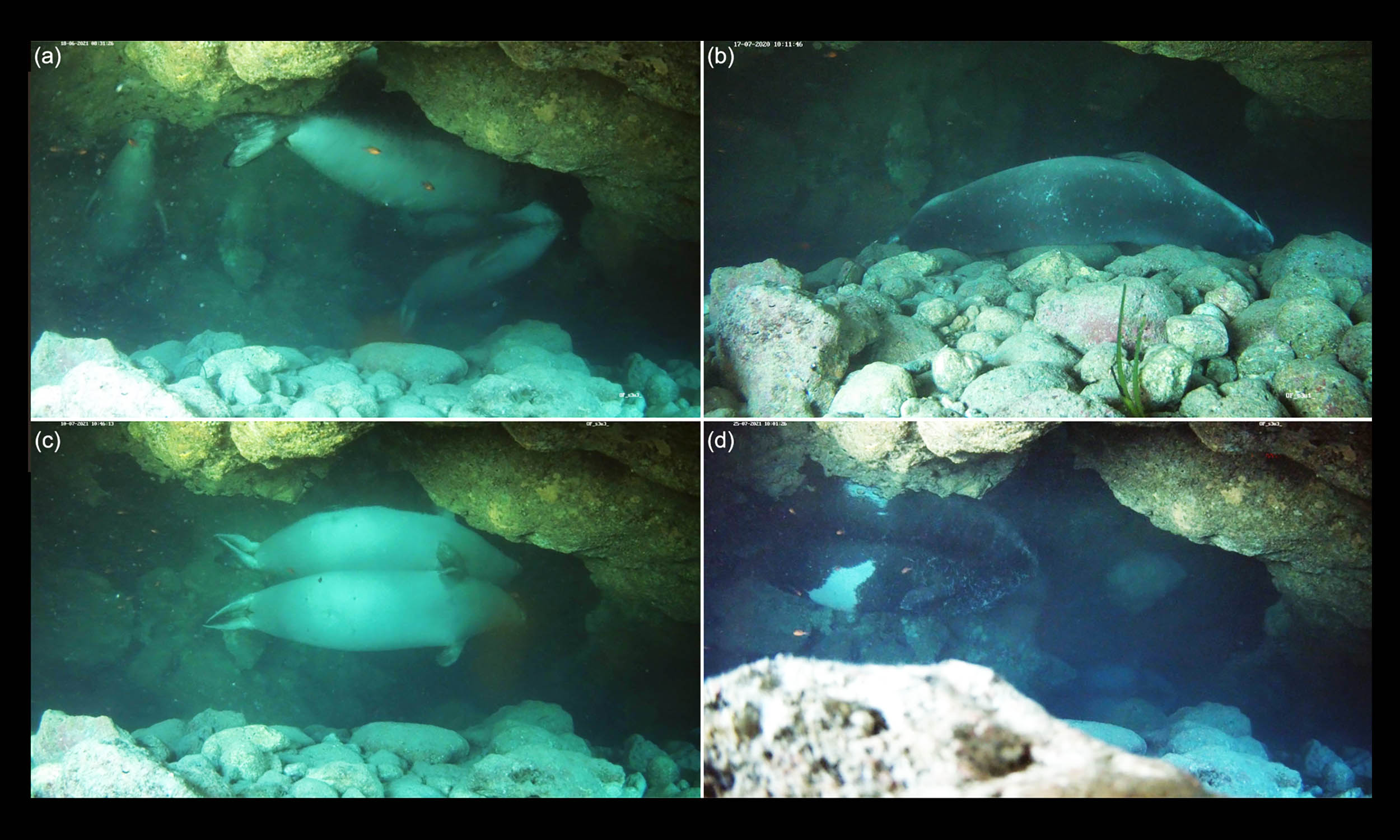 Underwater 'bubble caves' provide monk seals with refuge from tourists