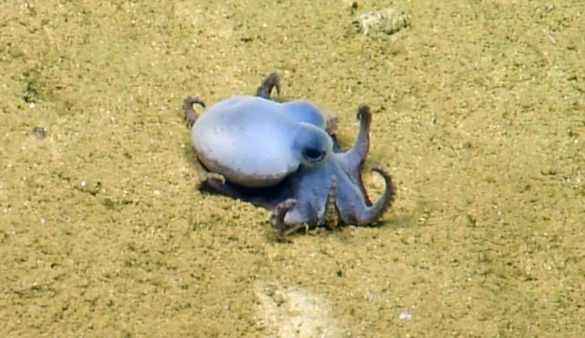 Tiny blue Galapagos octopus species would fit in the palm of your hand