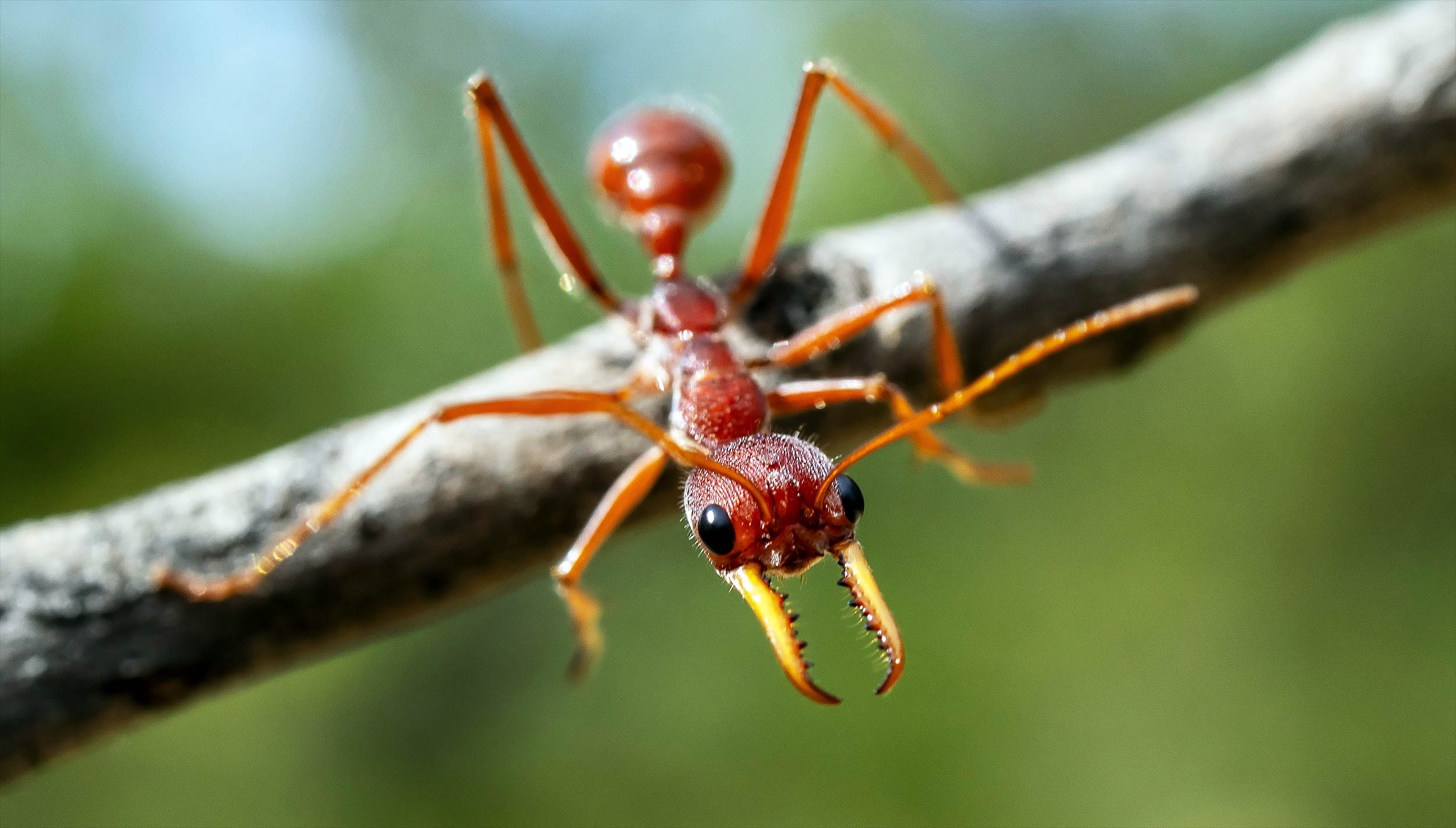 Bull ants navigate by moonlight, even when the moon disappears