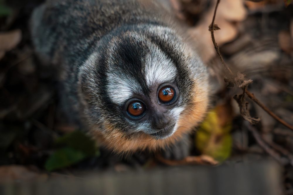 Argentina’s owl monkeys defy a 170-year-old biological rule as the climate warms