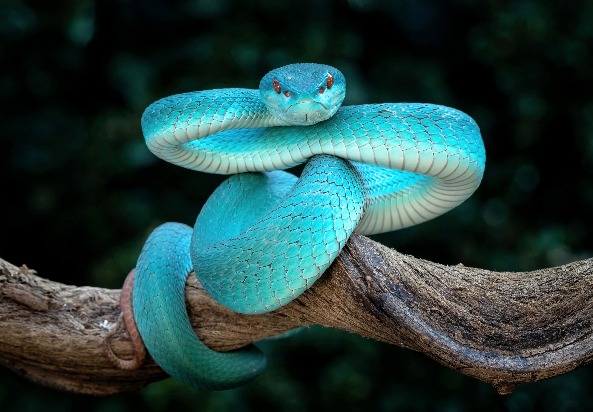Climate change is pushing venomous snakes into new danger zones