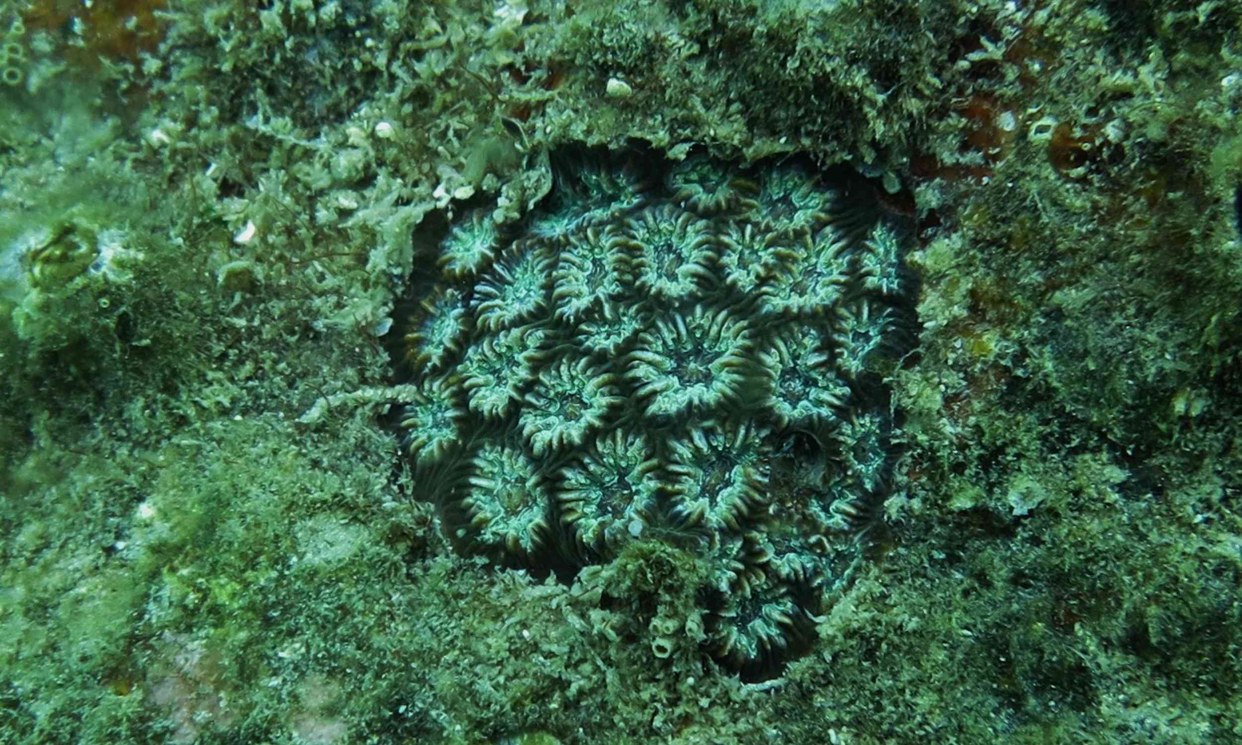Corals in toxic waters have tiny allies that may help them survive pollution