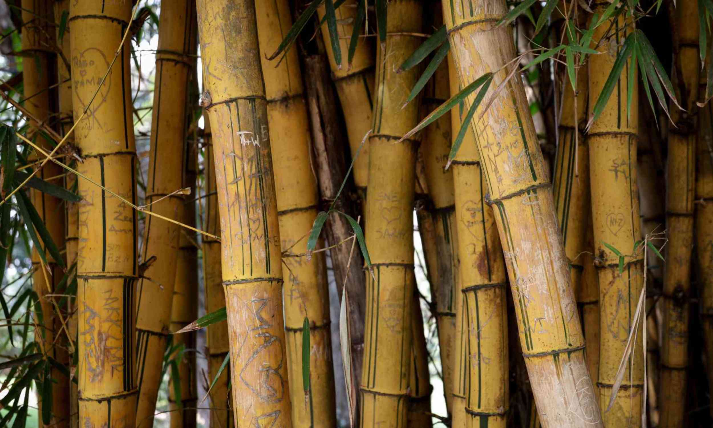 Bamboo used to grow in Europe, until a climate shift erased it from the continent