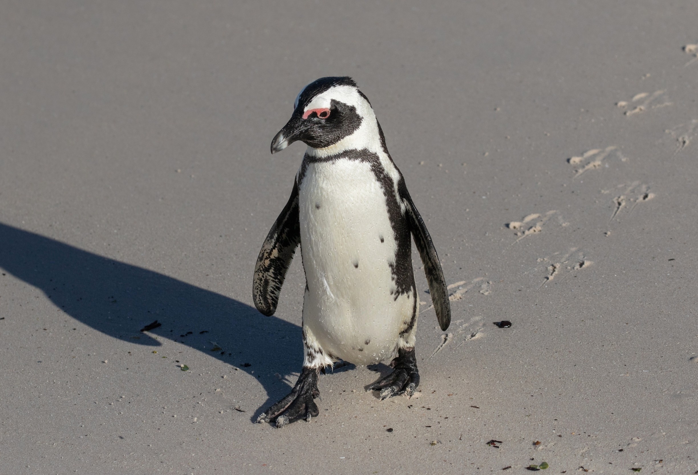 Penguins have a mystery muscle that helps them waddle and swim
