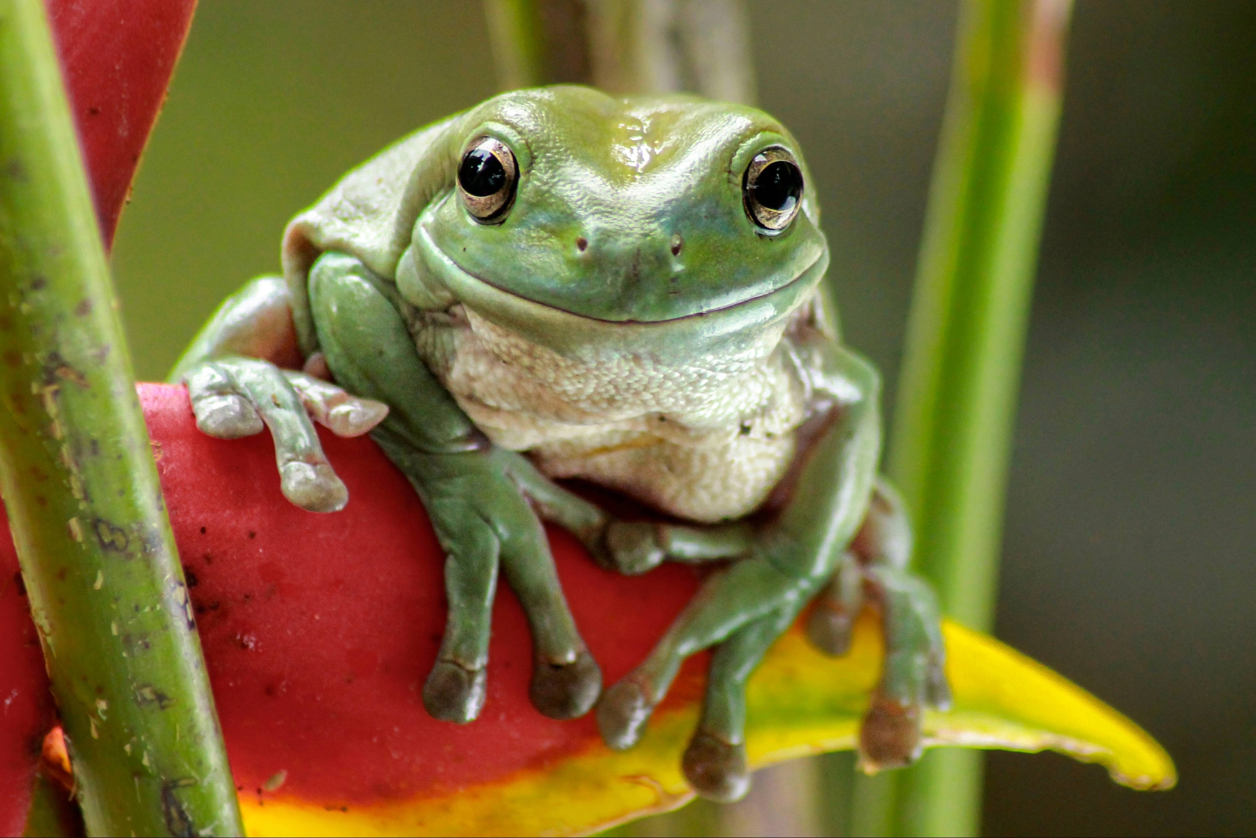 Scientists discover why some islands are packed with frogs and toads
