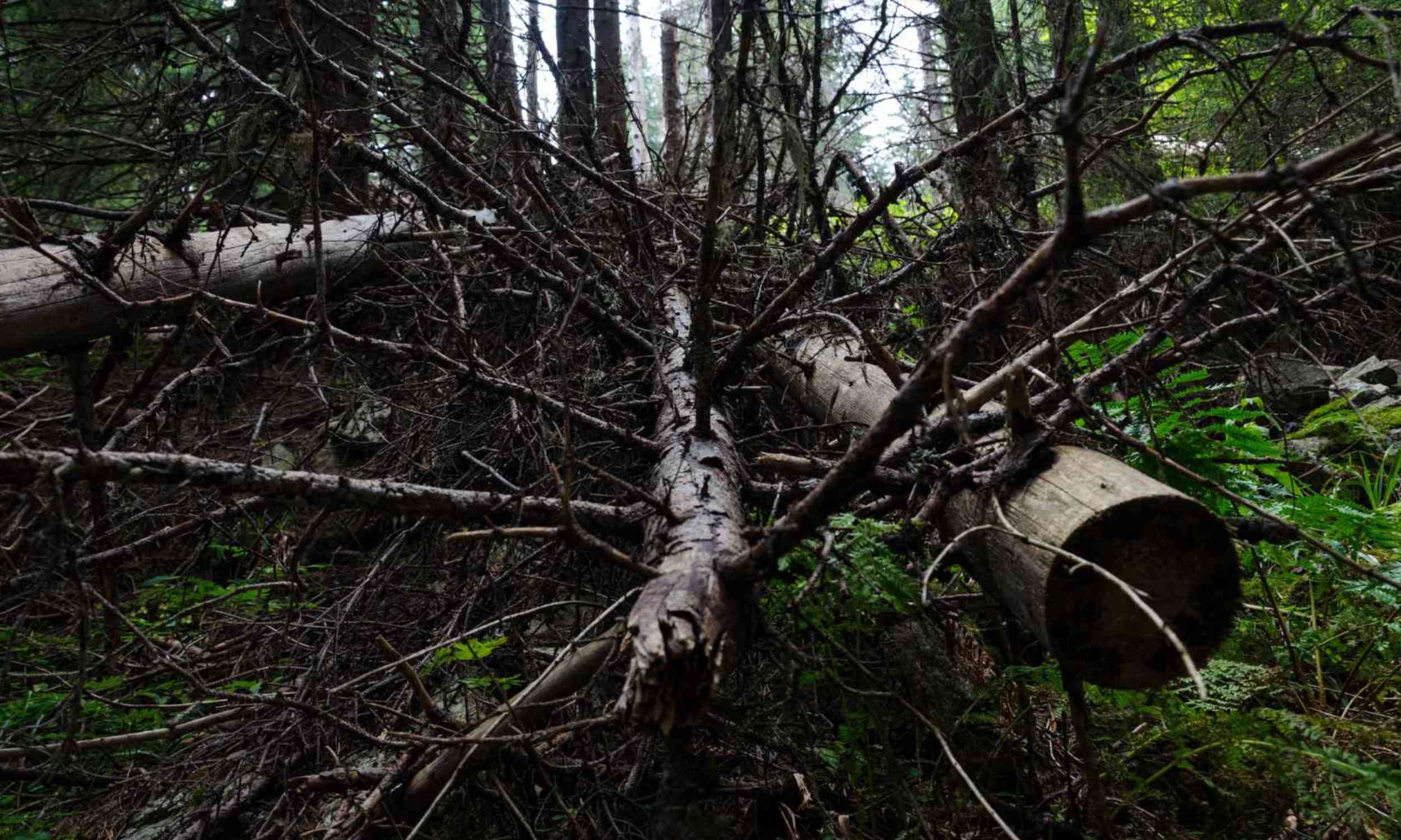Dead trees are piling up faster than forests can break them down, climate change is speeding up the cycle