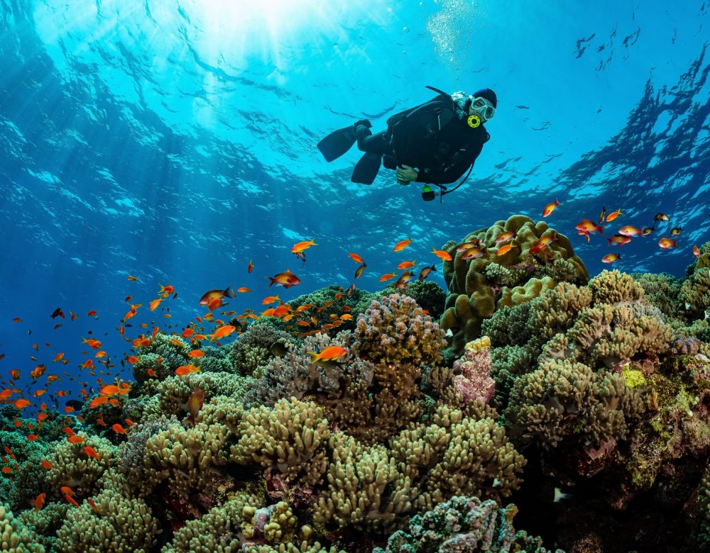 Divers damage coral reefs far more often than they realize