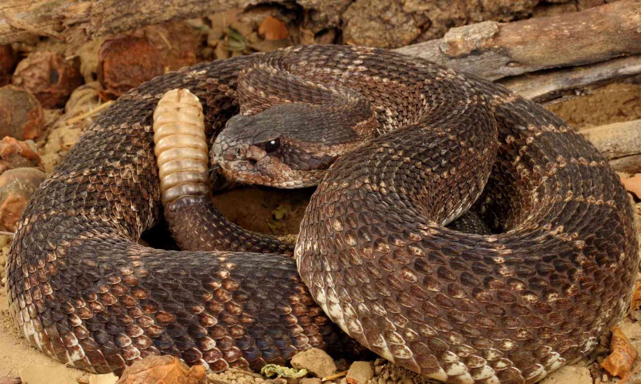 Wild snakes are carrying a dangerous mix of diseases, and rattlesnakes may be most at risk