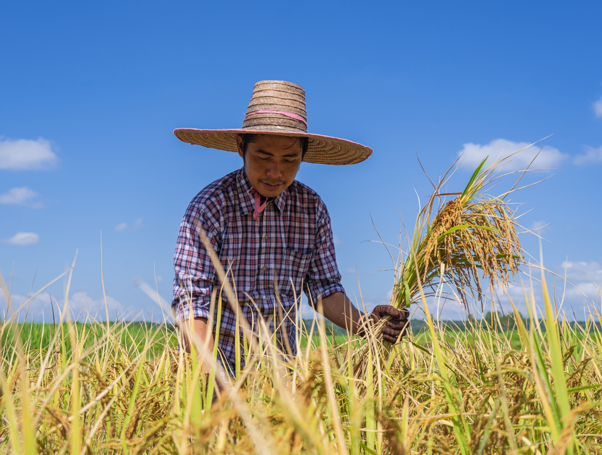 Farmers respond to climate risks very differently