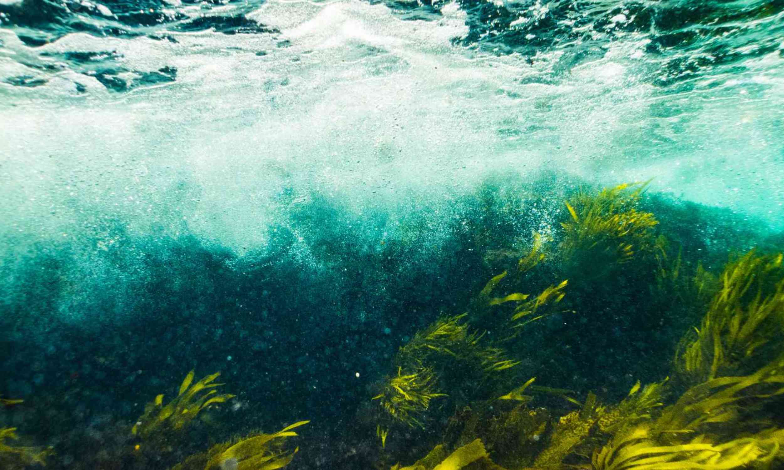 A notorious aquatic weed is pushing north, a new forecast maps where it could take over next