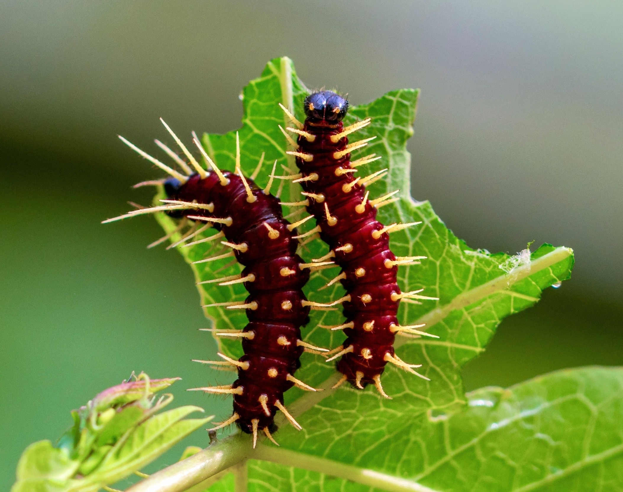 Bean plants detect caterpillar spit and call in wasps for help