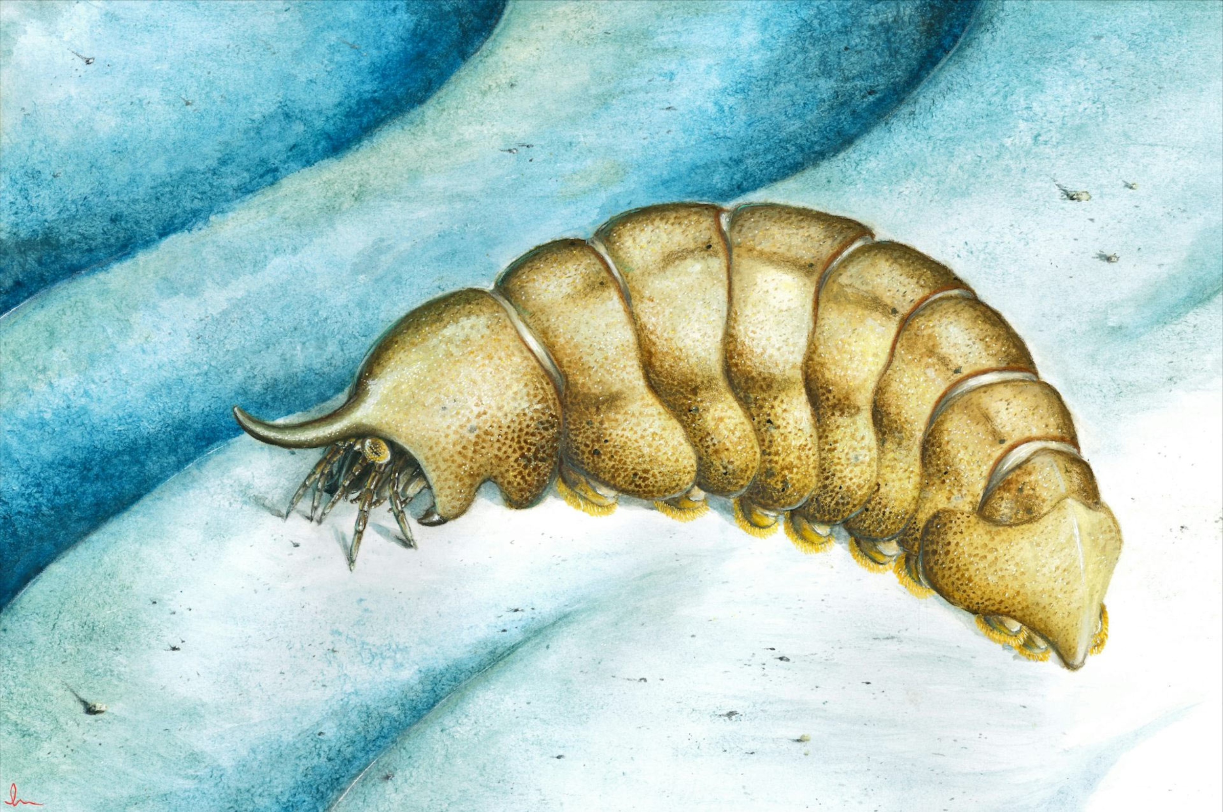 Forgotten fossil in museum drawer challenges what we know about animal evolution