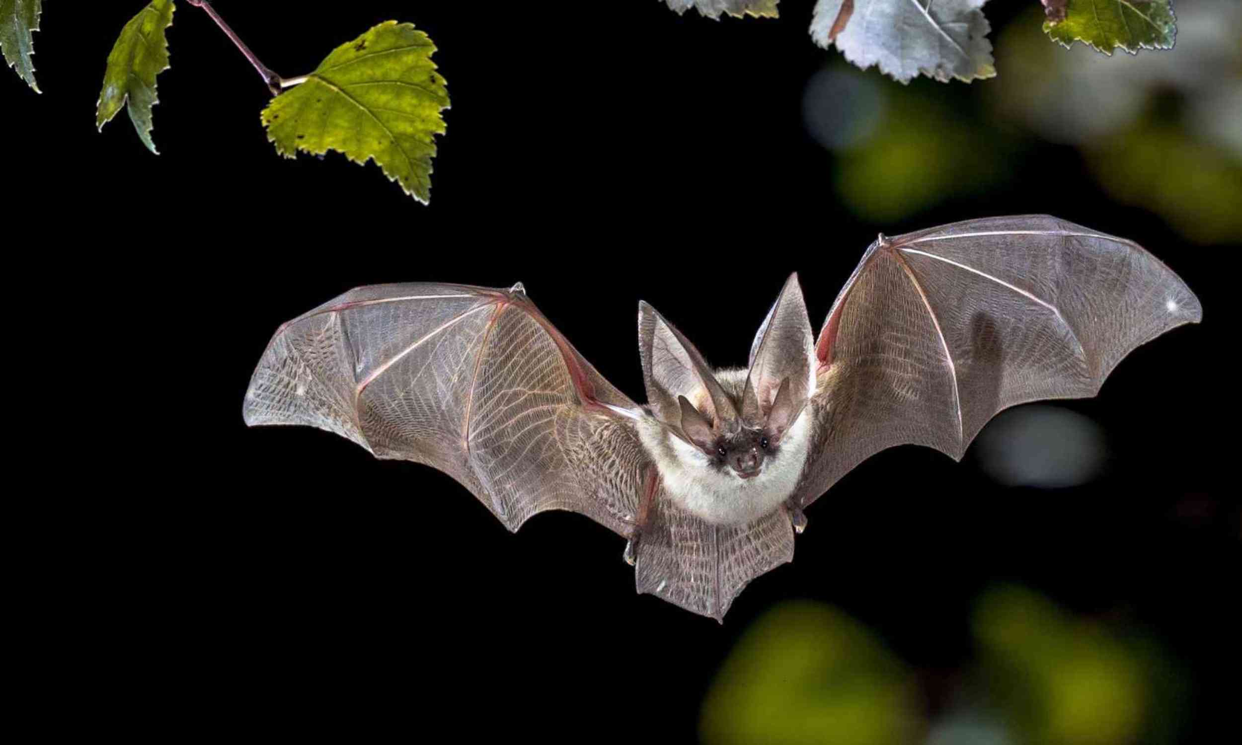 Electronic noise created by human devices can scramble a bat's inner compass for hours