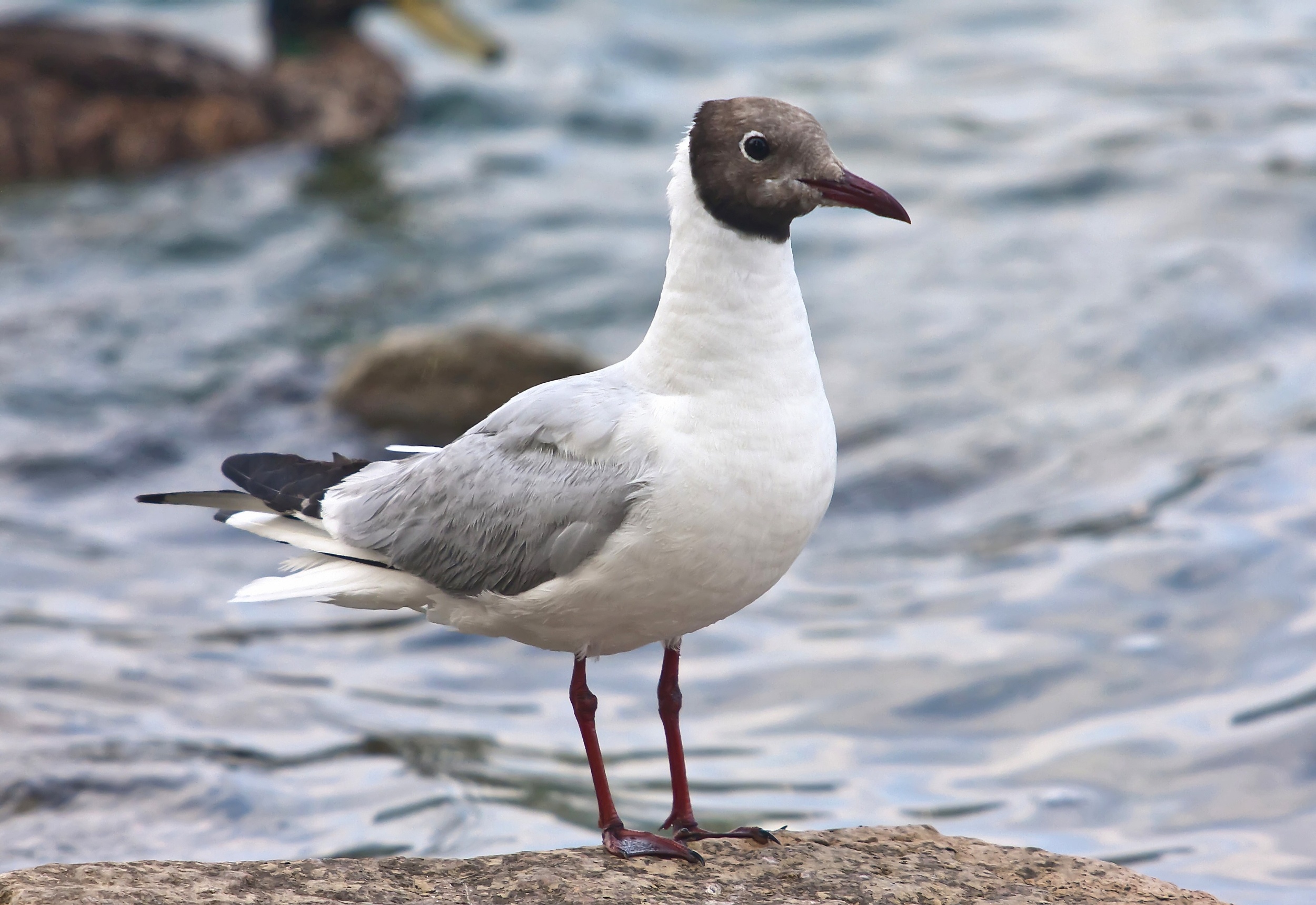 Bird flu survivors developed years of protection against the virus