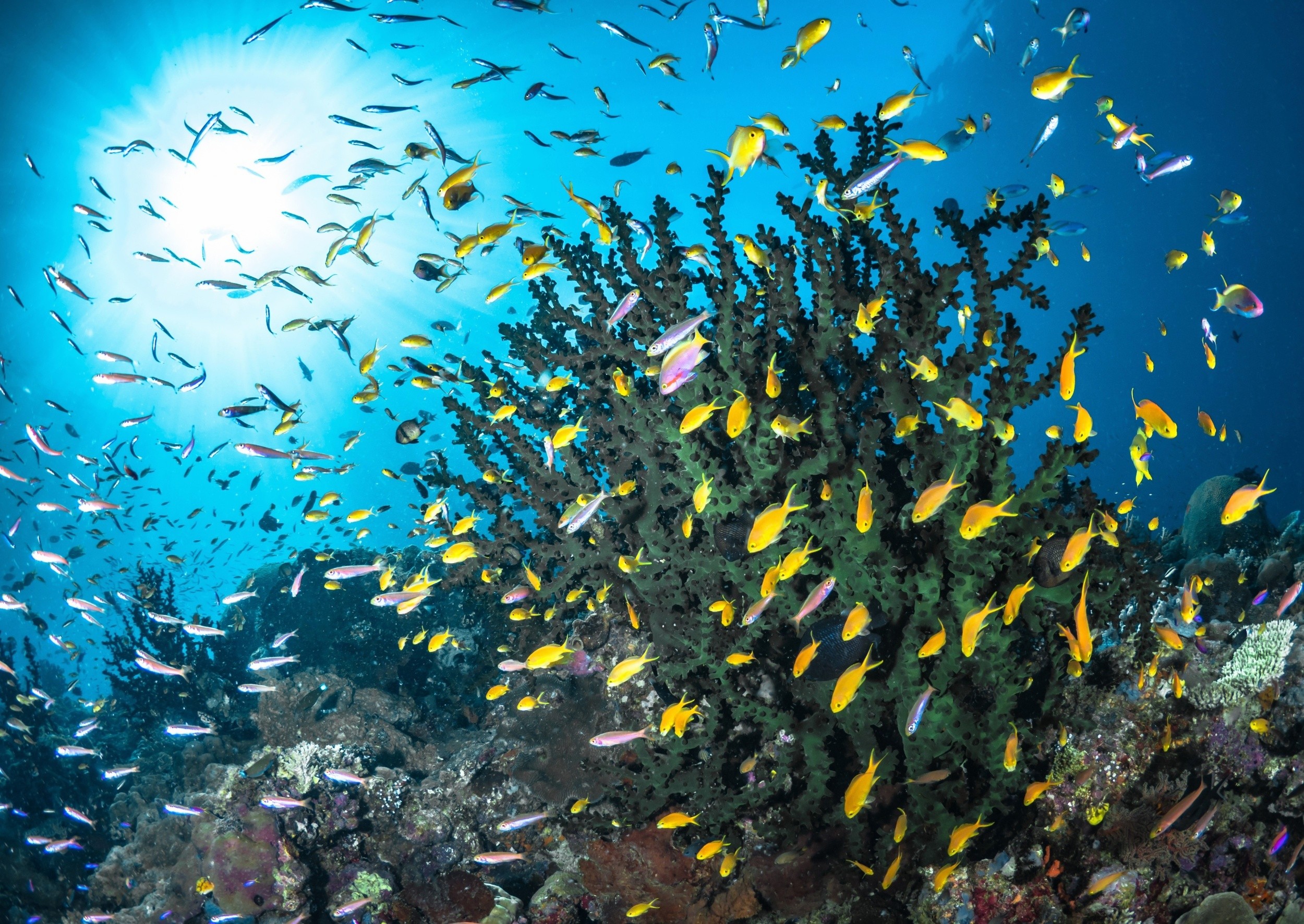 World Reef Awareness Day: Hope amid a coral crisis