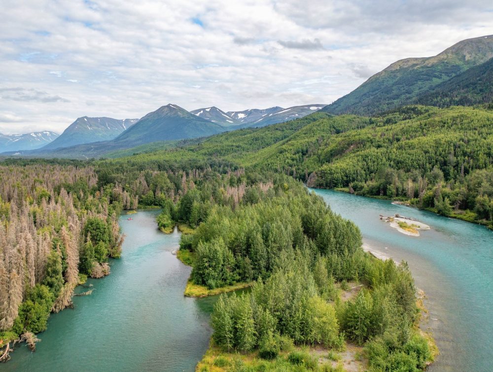 Arctic forests could be hiding a major climate surprise