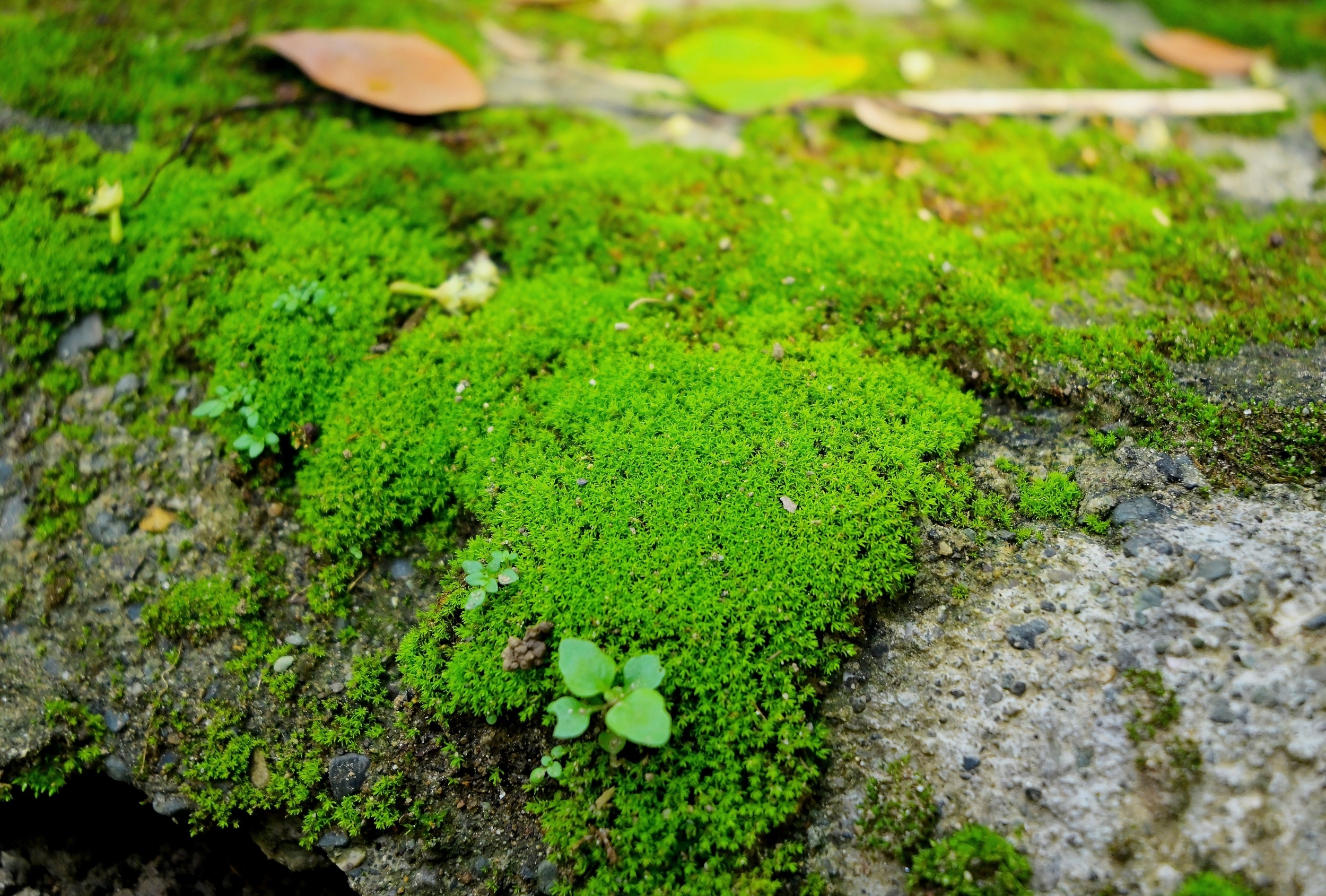 Protein in moss may explain how plants conquered land