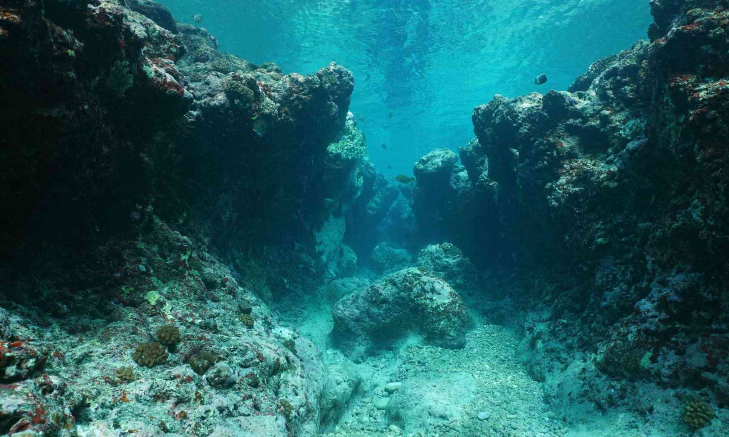 Scientists found strange life clinging to rocks in the deepest parts of the ocean