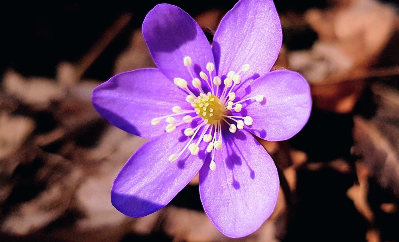 Early plants learned how to protect themselves from UV radiation - Earth.com