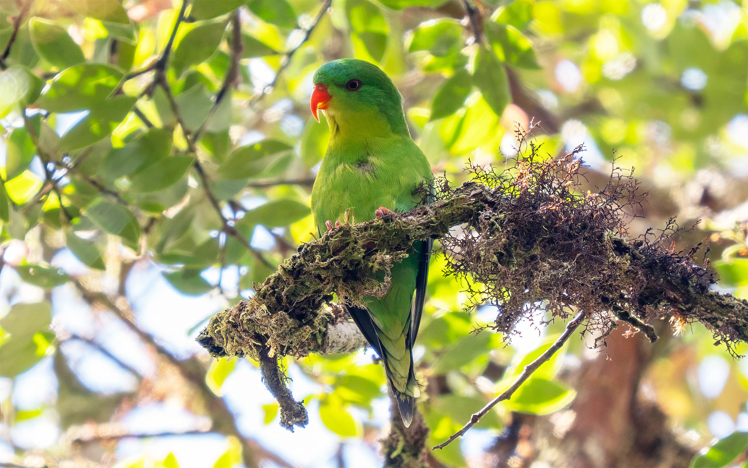 Parrot species presumed to be extinct is spotted and photographed during a birding expedition