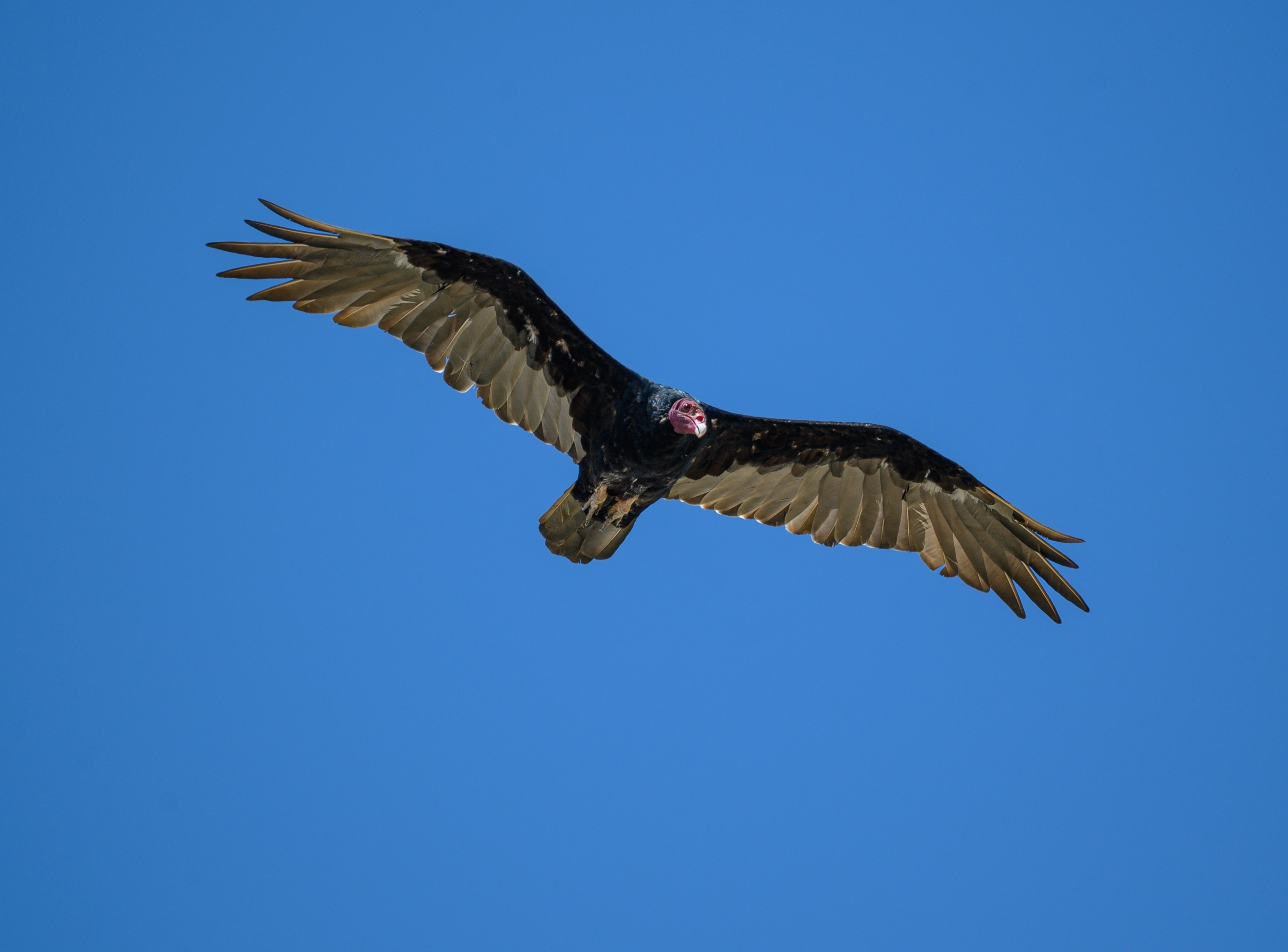 Turkey vultures gather in record numbers before migration