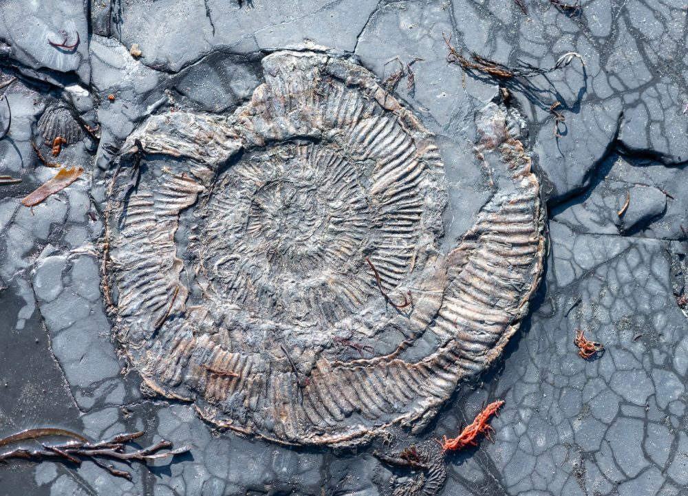 Ocean oxygen loss began millions of years before a mass extinction