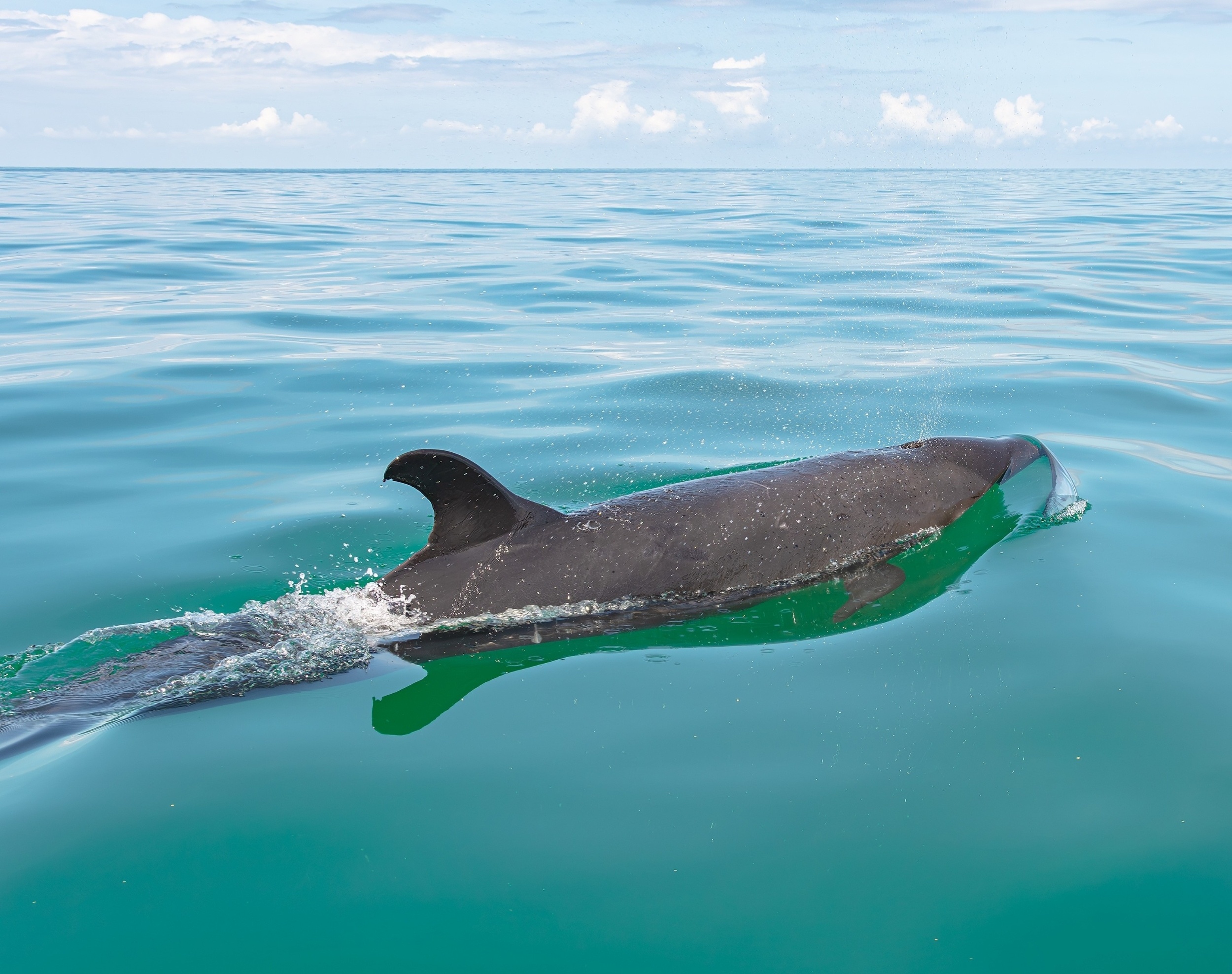 Endangered Hawaiian whales are losing hundreds of pounds in just weeks