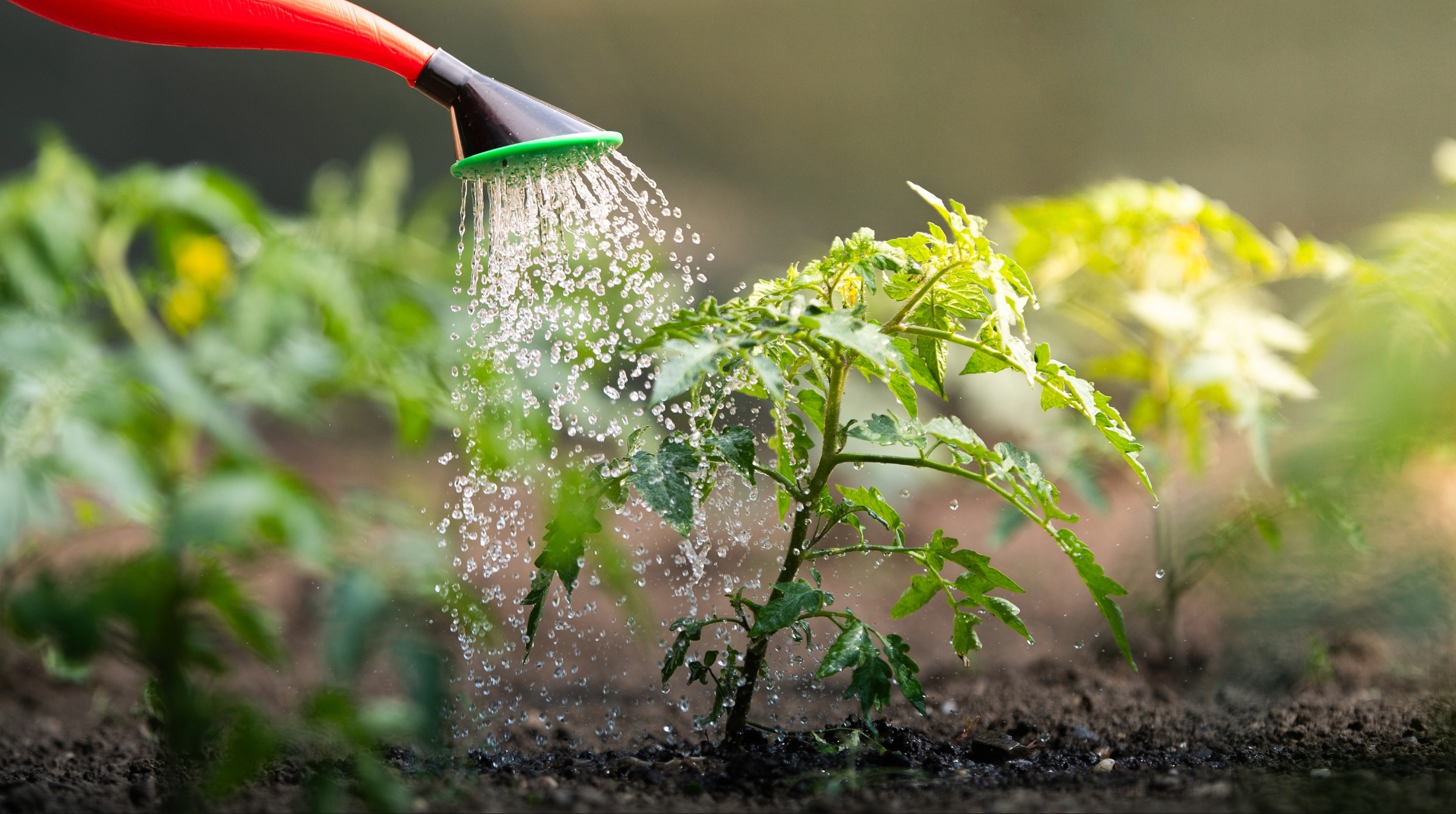 Plants are absorbing more carbon, but not for the reason scientists expected