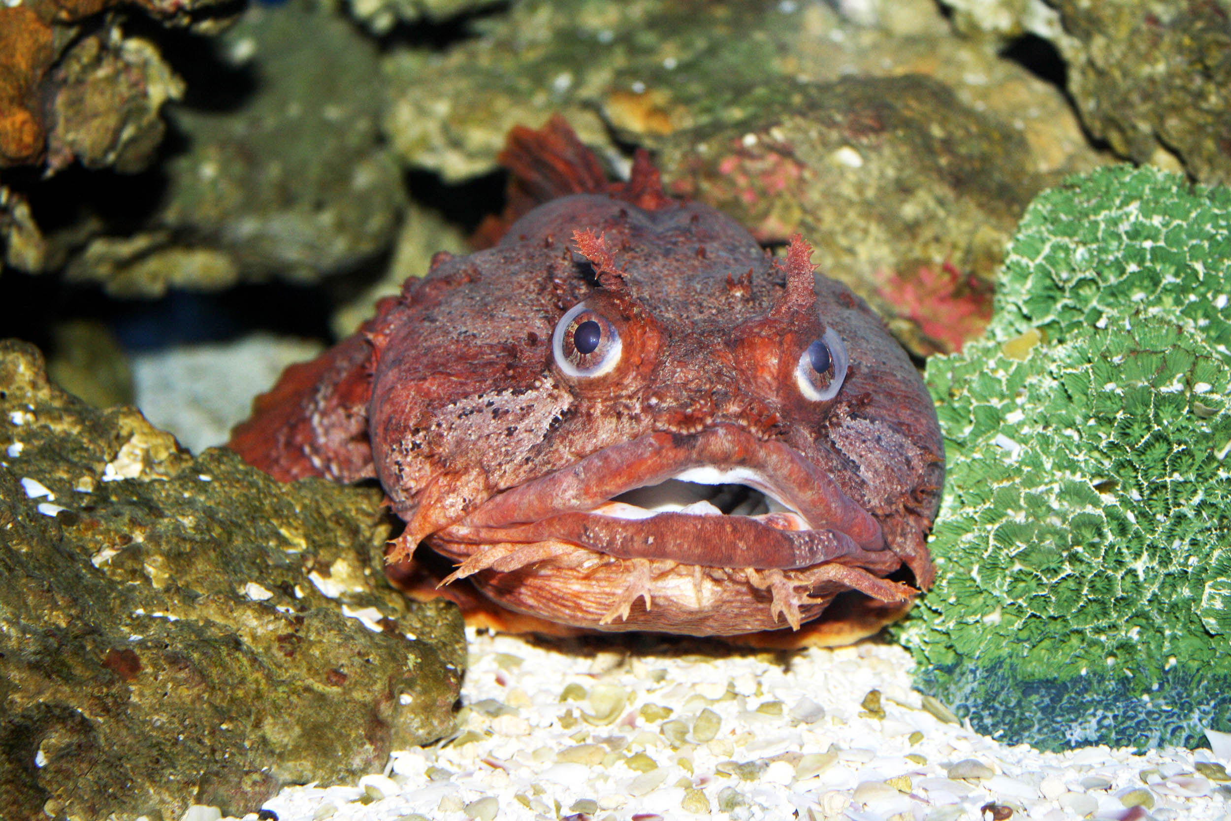 Study finds link between the gut microbes of a fish and the overall health of Earth's oceans