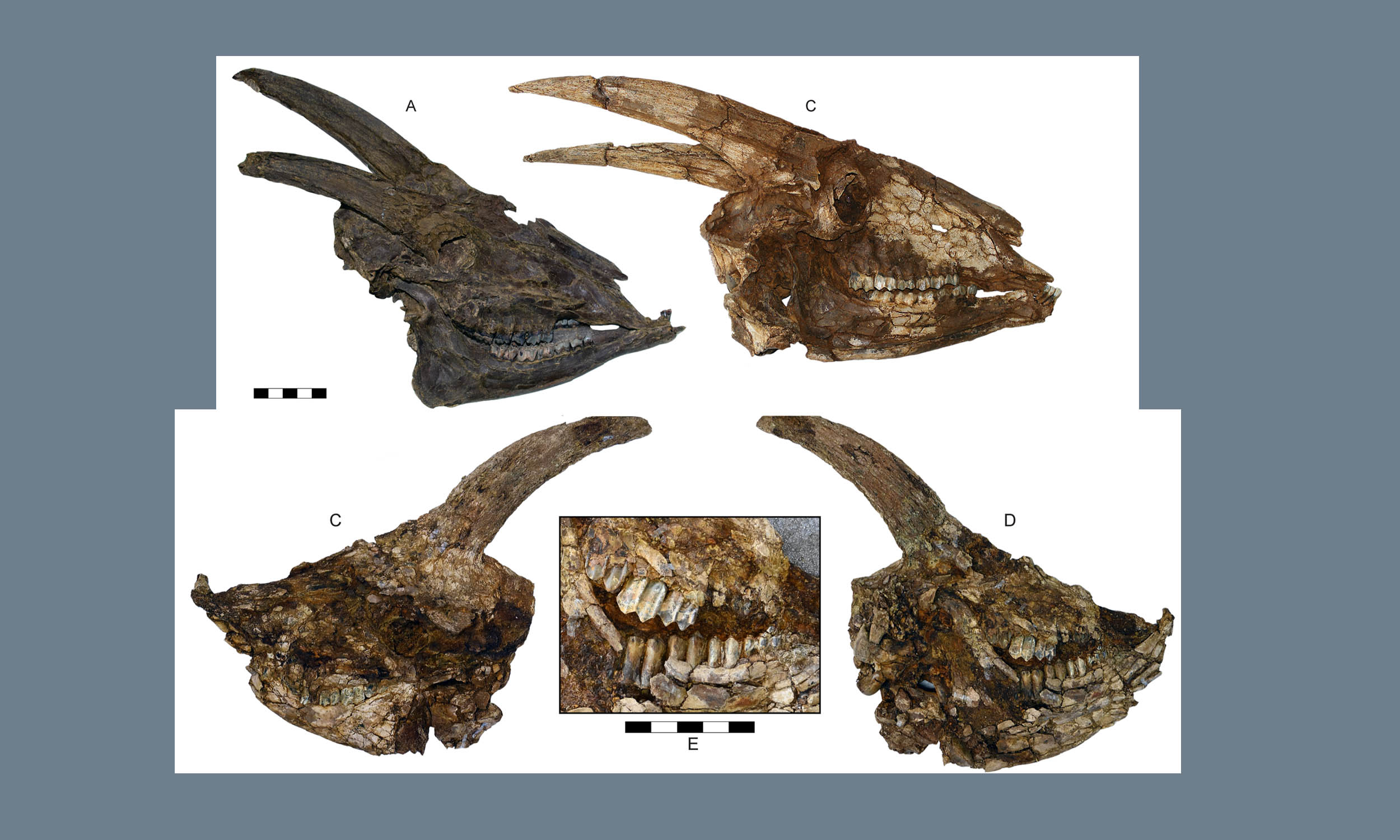 Giant horned cattle cousin roamed Europe's wet forests 4.4 million years ago