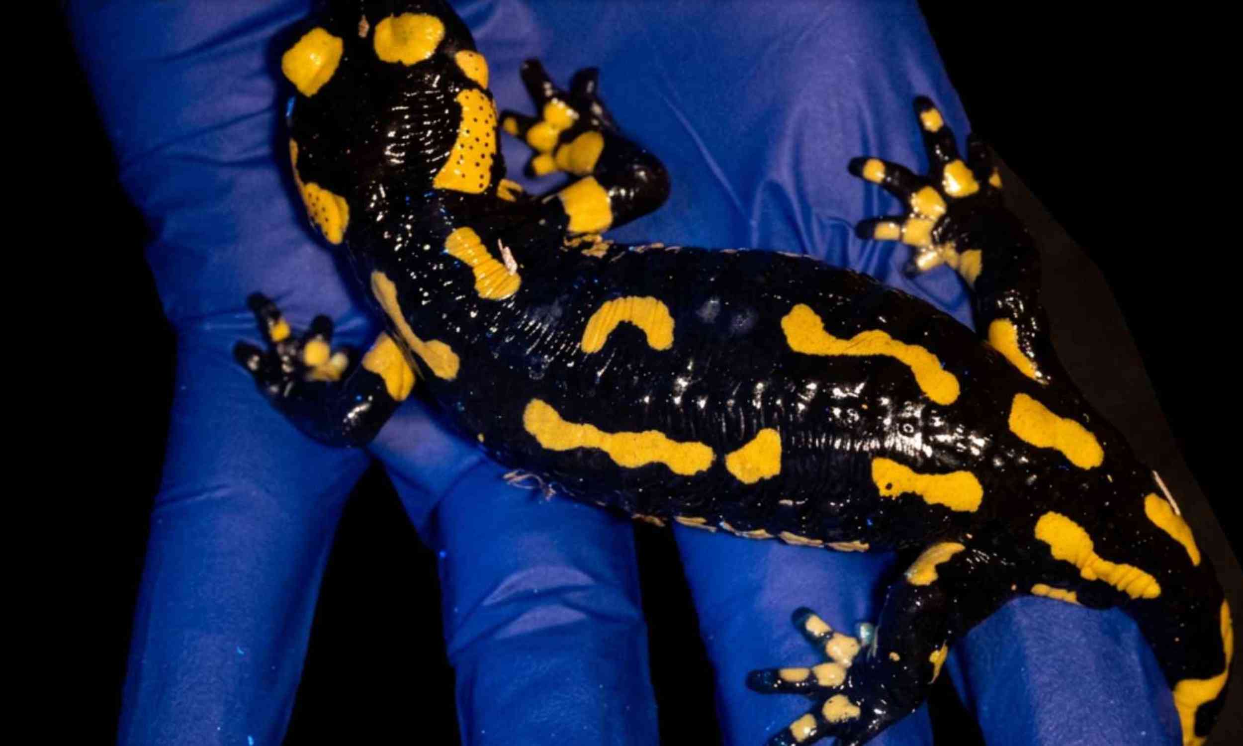 Fire salamanders have been hiding a secret glow in their toxic skin