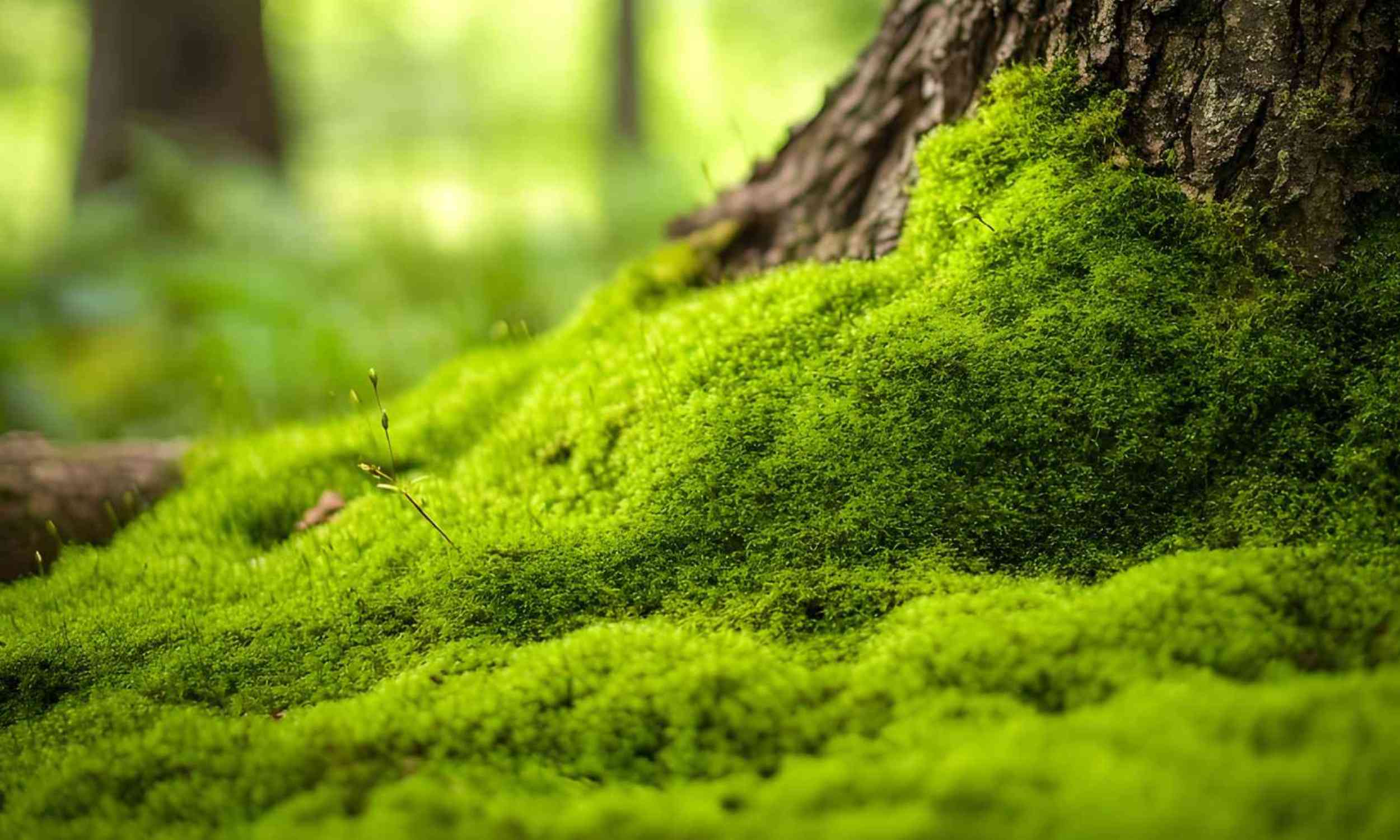 Scientists found a tiny moss clue that may explain how plants learned to grow upward