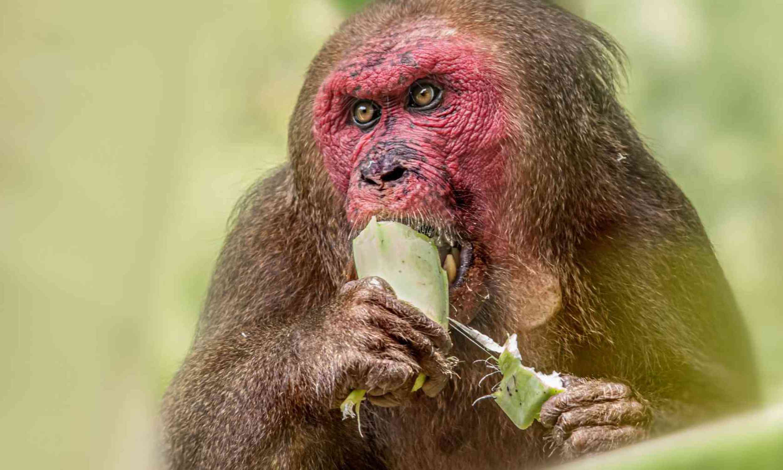 A few fruit-eating animals may hold the future of tropical forests in their mouths