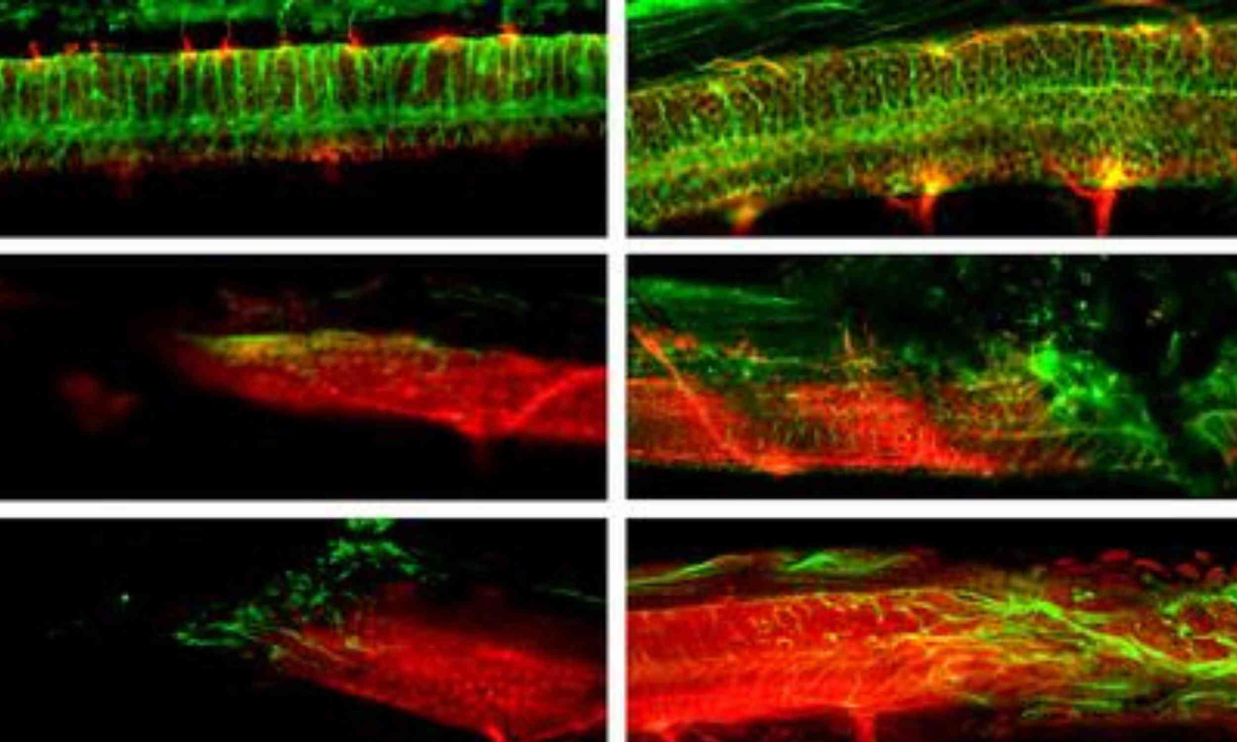 Tiny microrobots helped repair spinal cord damage, and animals moved better again