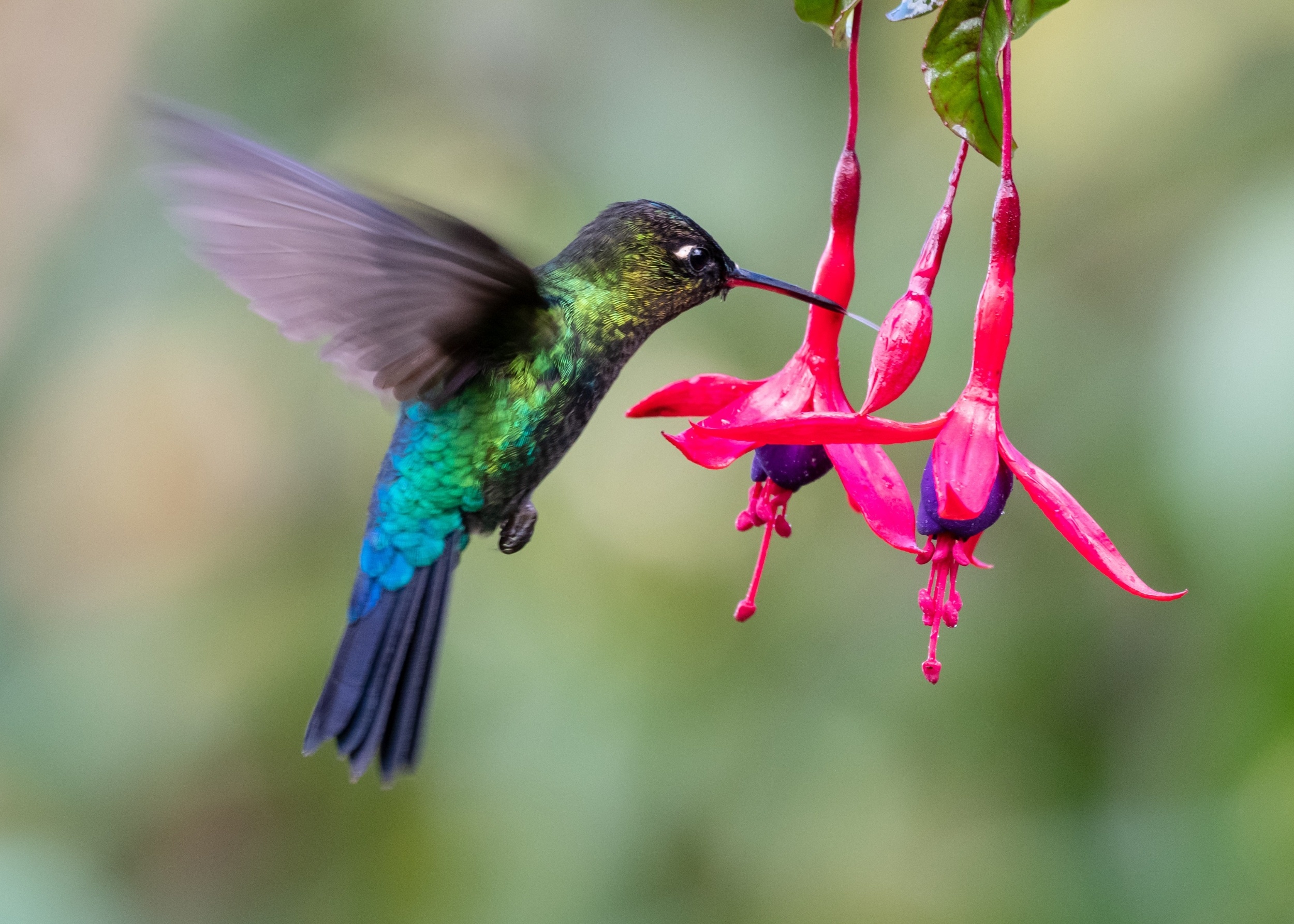Hummingbirds drove the evolution of thousands of tropical flowers
