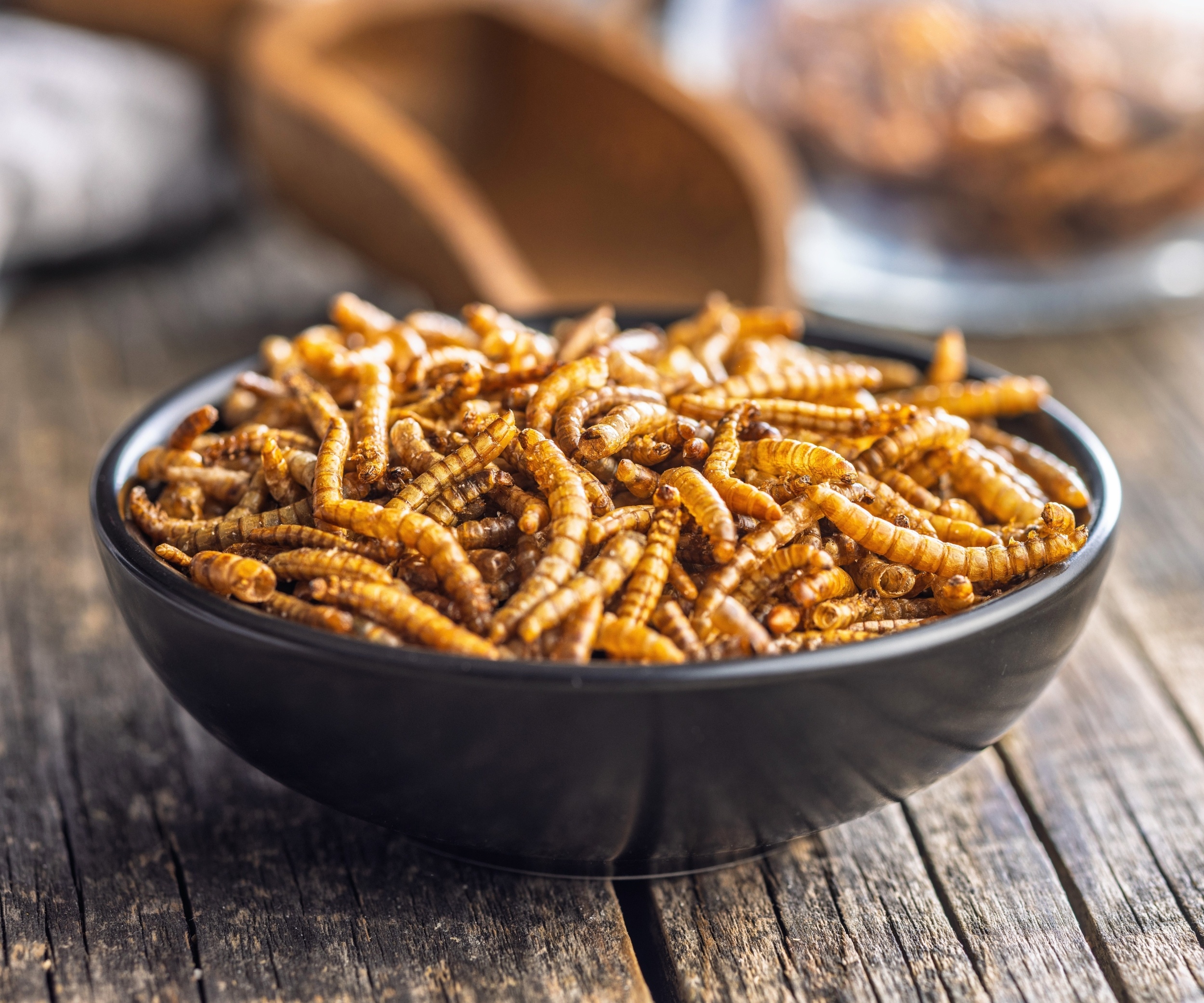 Humans may have avoided eating insects for thousands of years