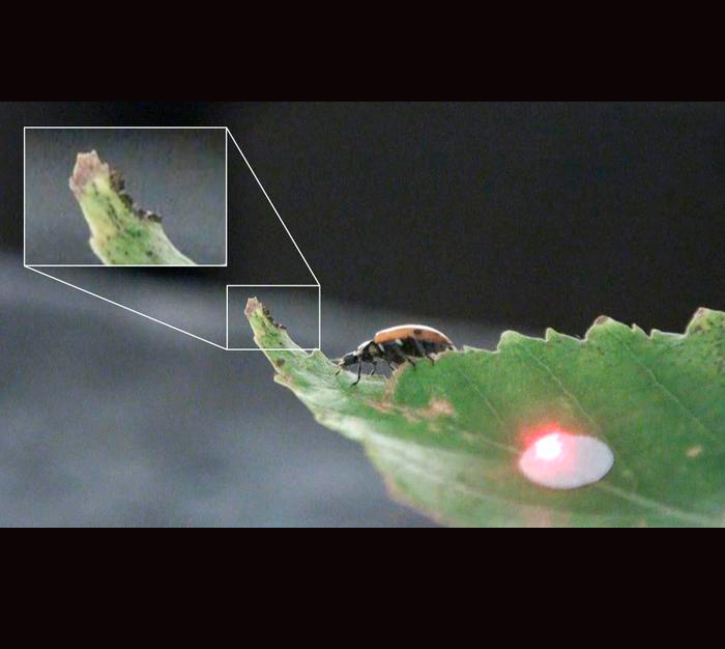 Tiny caterpillars can identify predators by their footsteps