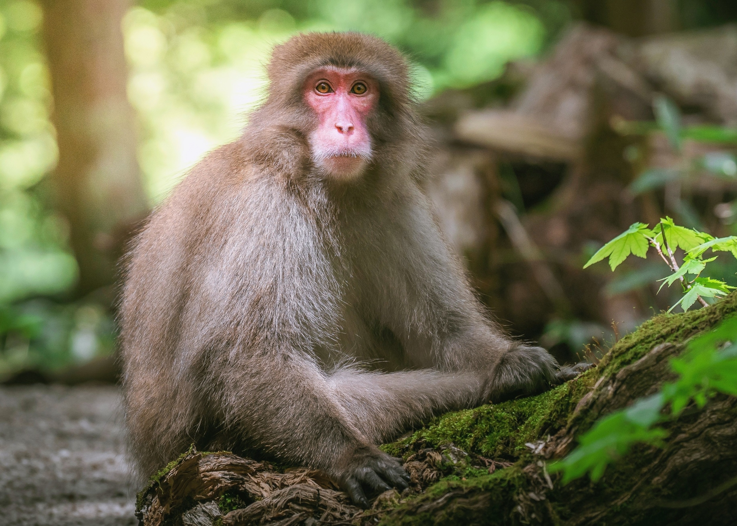 Snow monkeys use a surprising strategy to stay cool