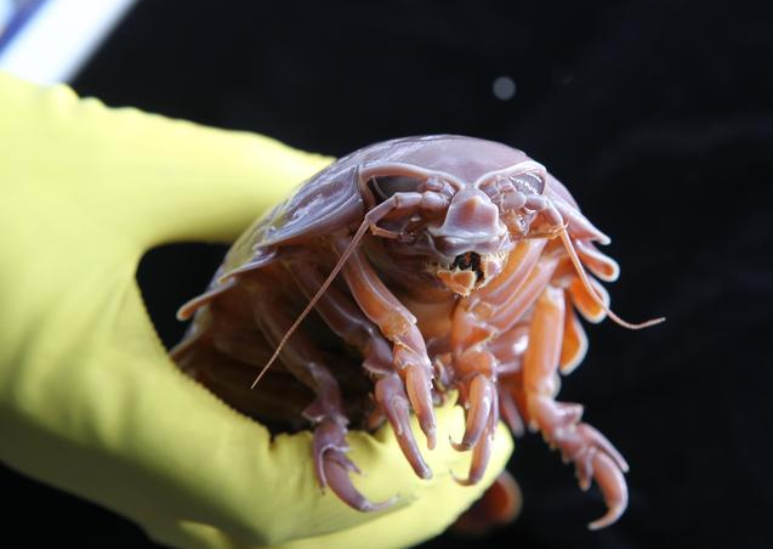 How deep-sea isopods survive more than five years without eating