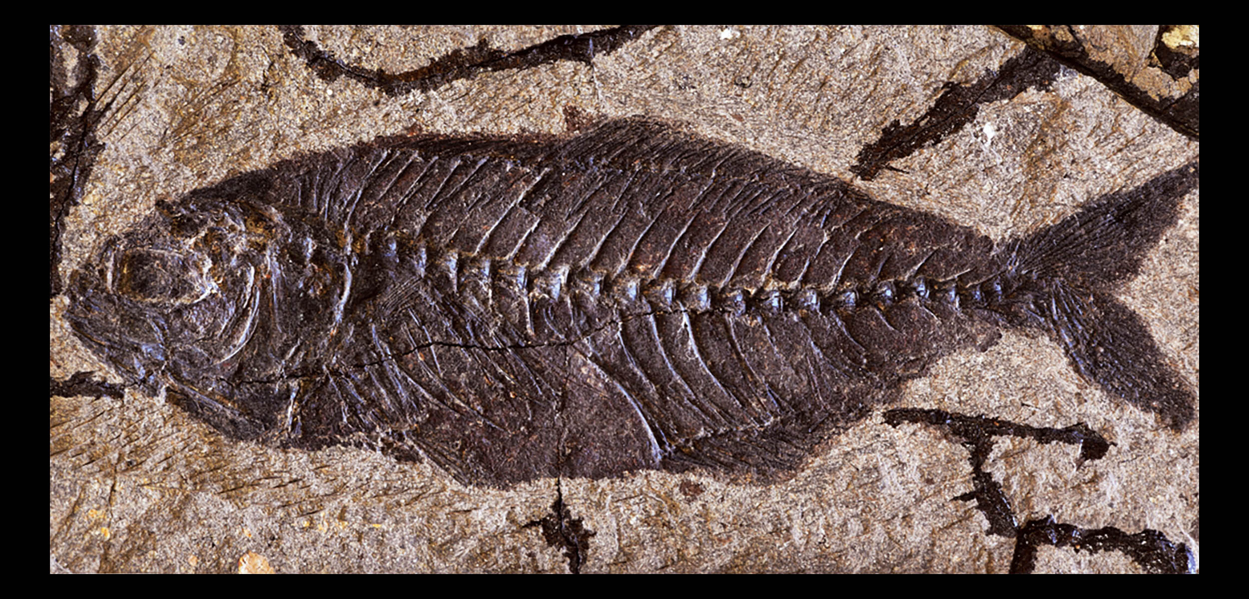 Fossils from Egypt reveal how modern fish took over the oceans after the asteroid impact killed the dinosaurs